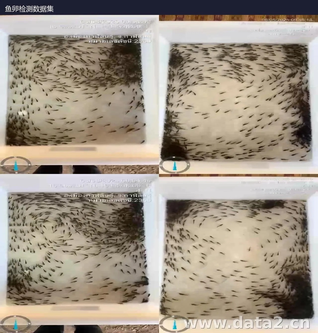鱼卵检测数据集 预览图