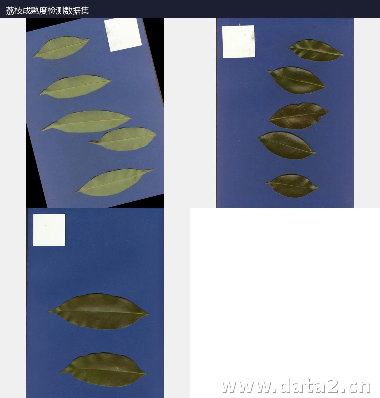 荔枝叶片品种识别数据集 预览图