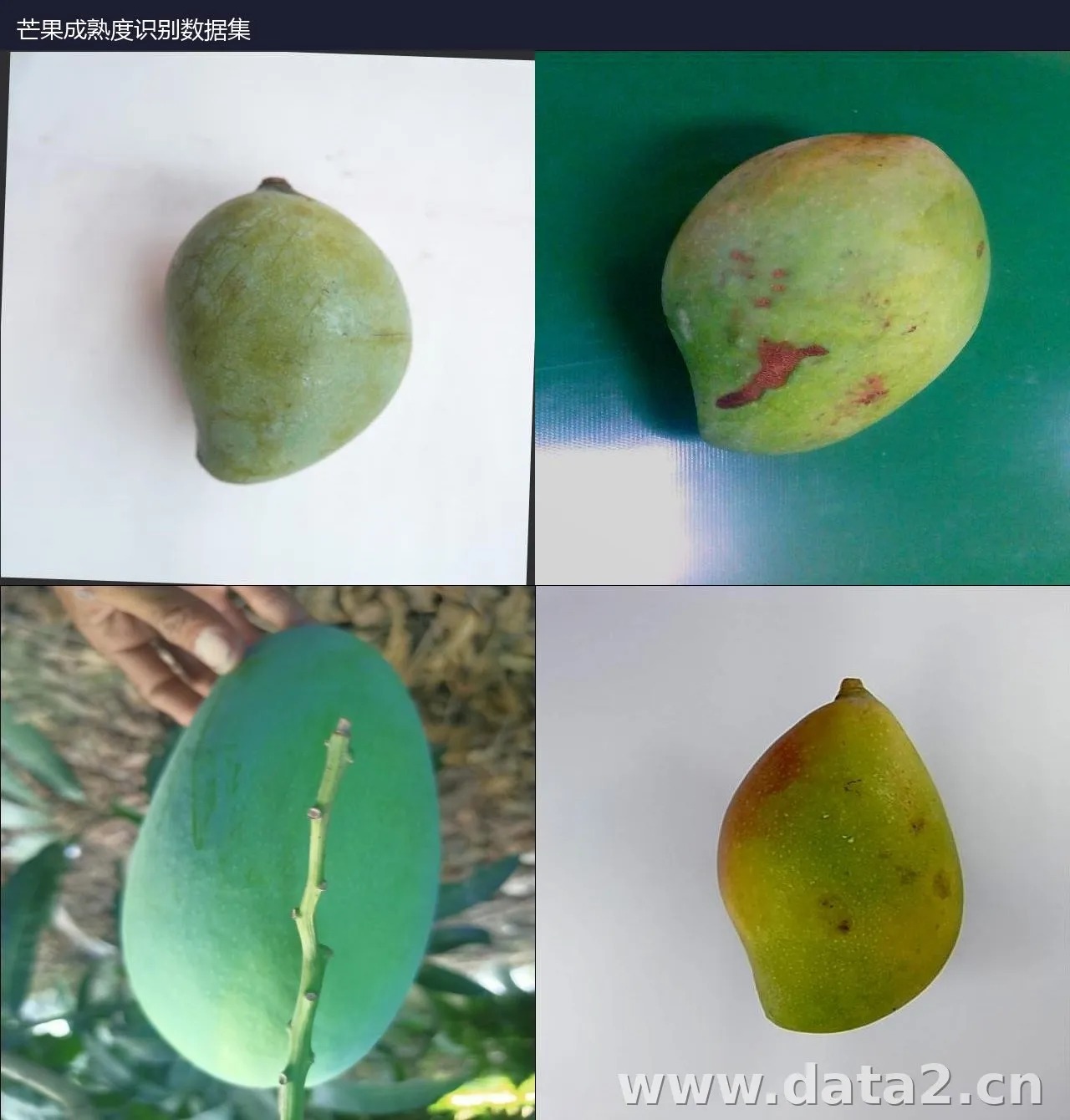 芒果成熟度识别数据集 预览图