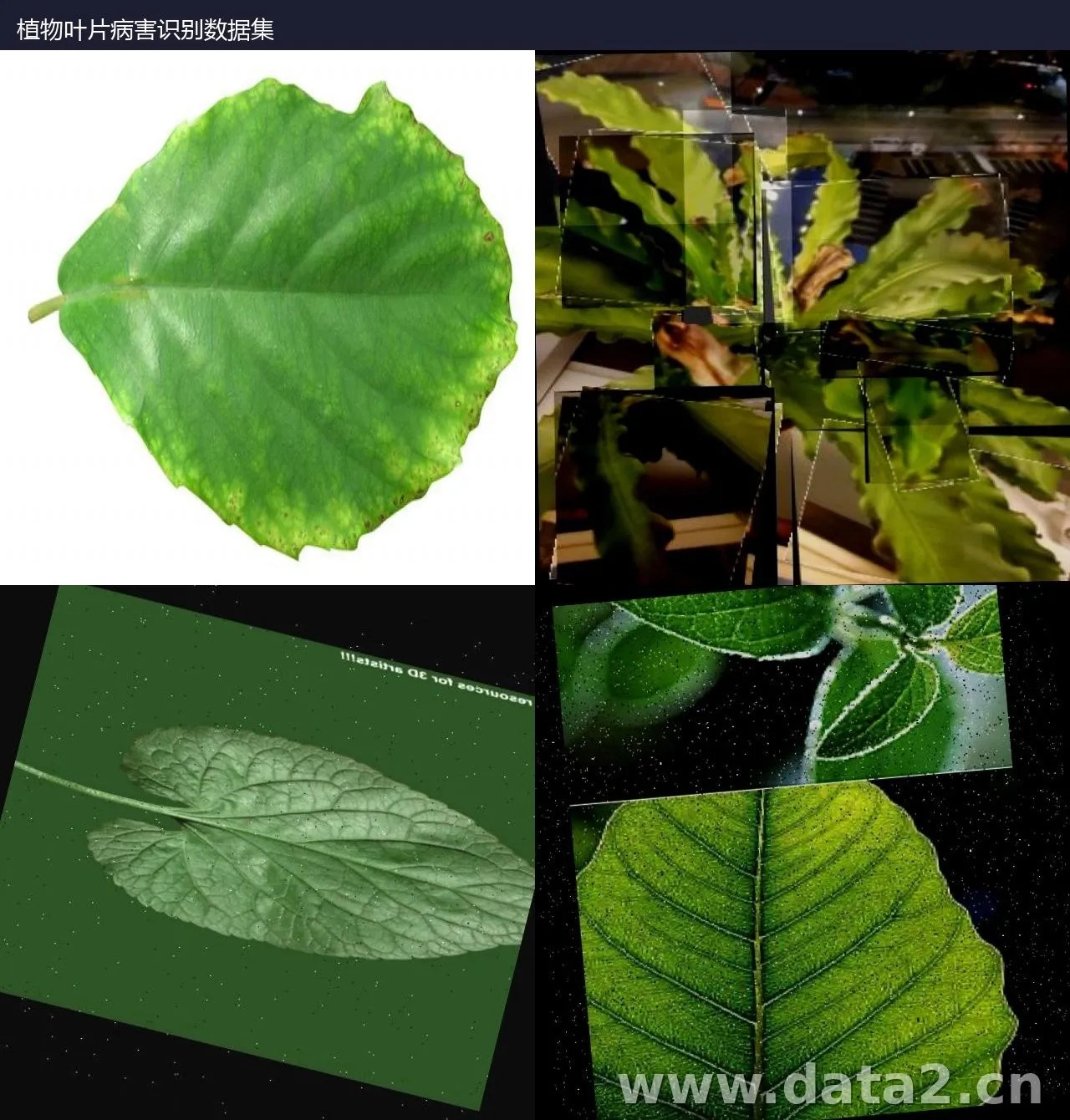 植物叶片病害识别数据集 预览图