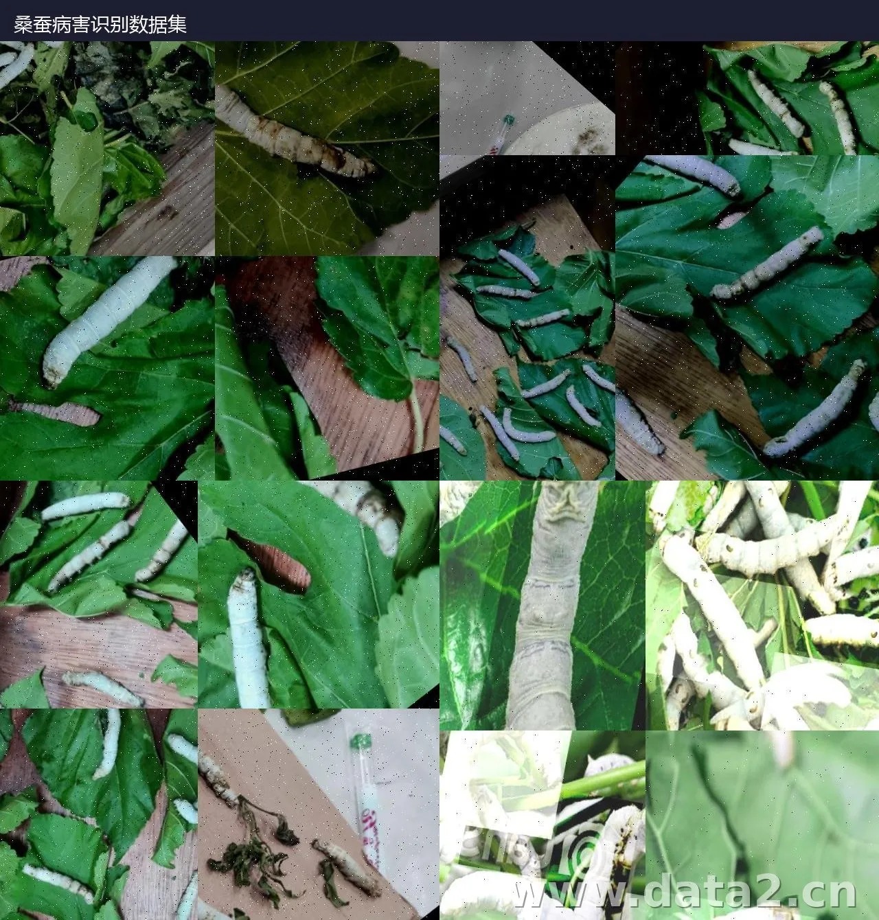 桑蚕病害识别数据集 预览图