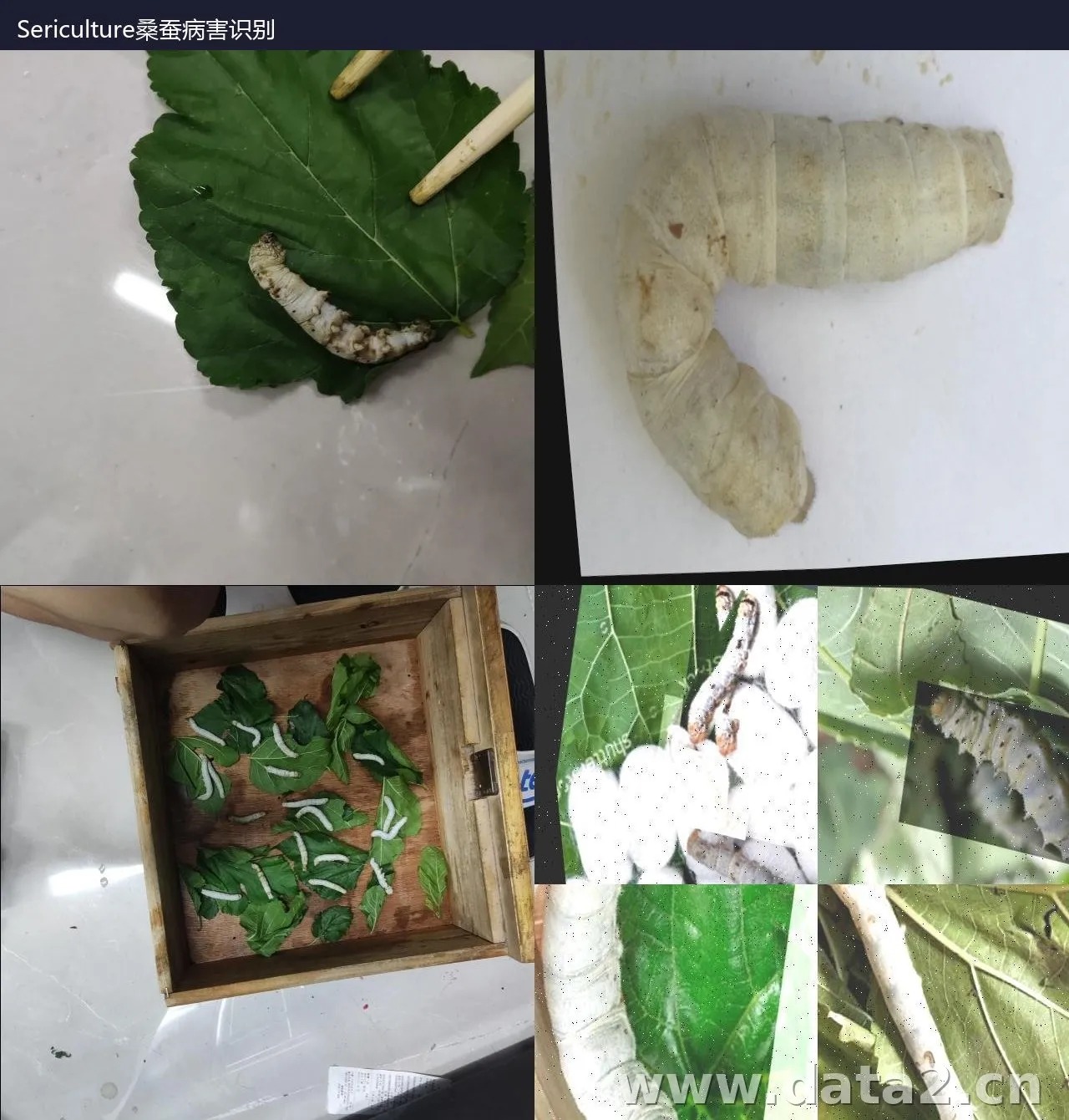 Sericulture 桑蚕病害识别数据集 预览图