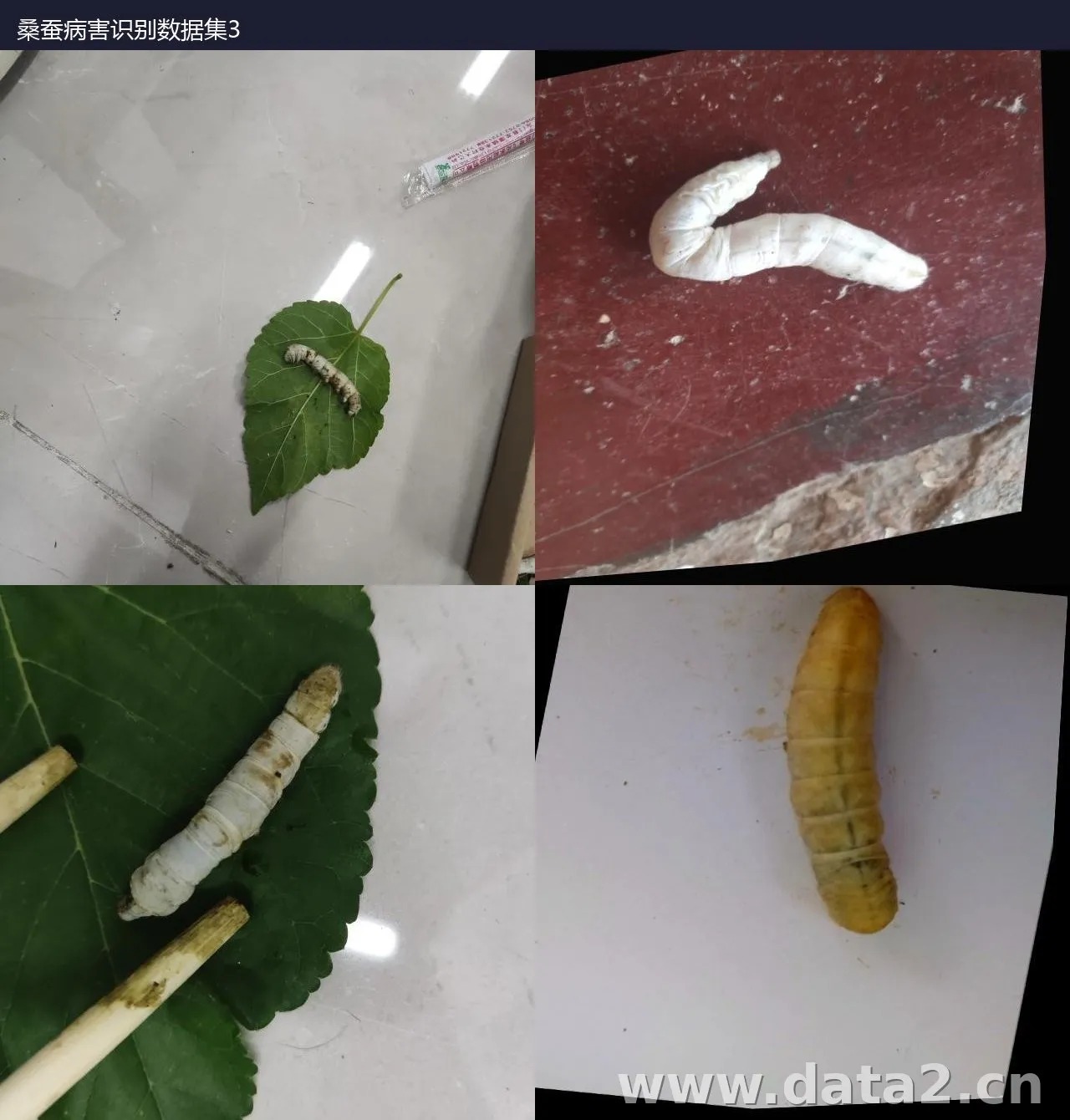 桑蚕病害识别数据集3 预览图