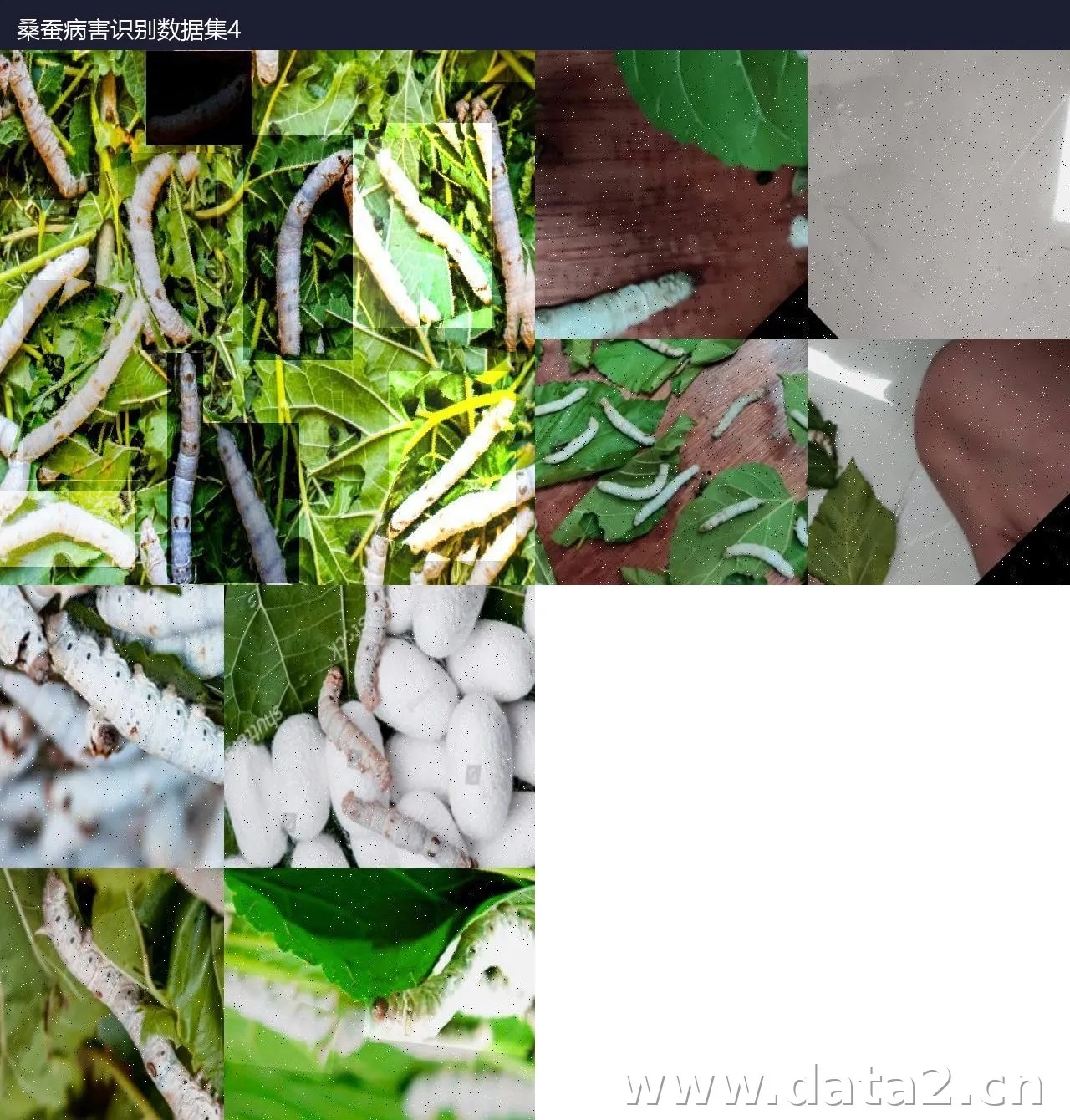 桑蚕病害识别数据集4 预览图