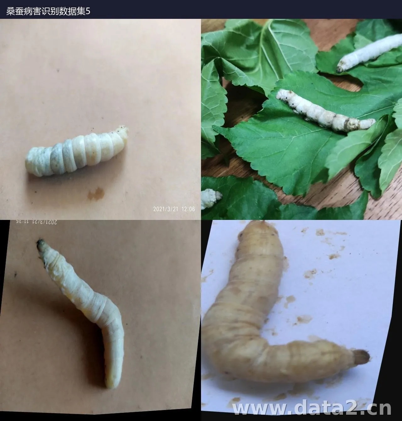 桑蚕病害识别数据集5 预览图