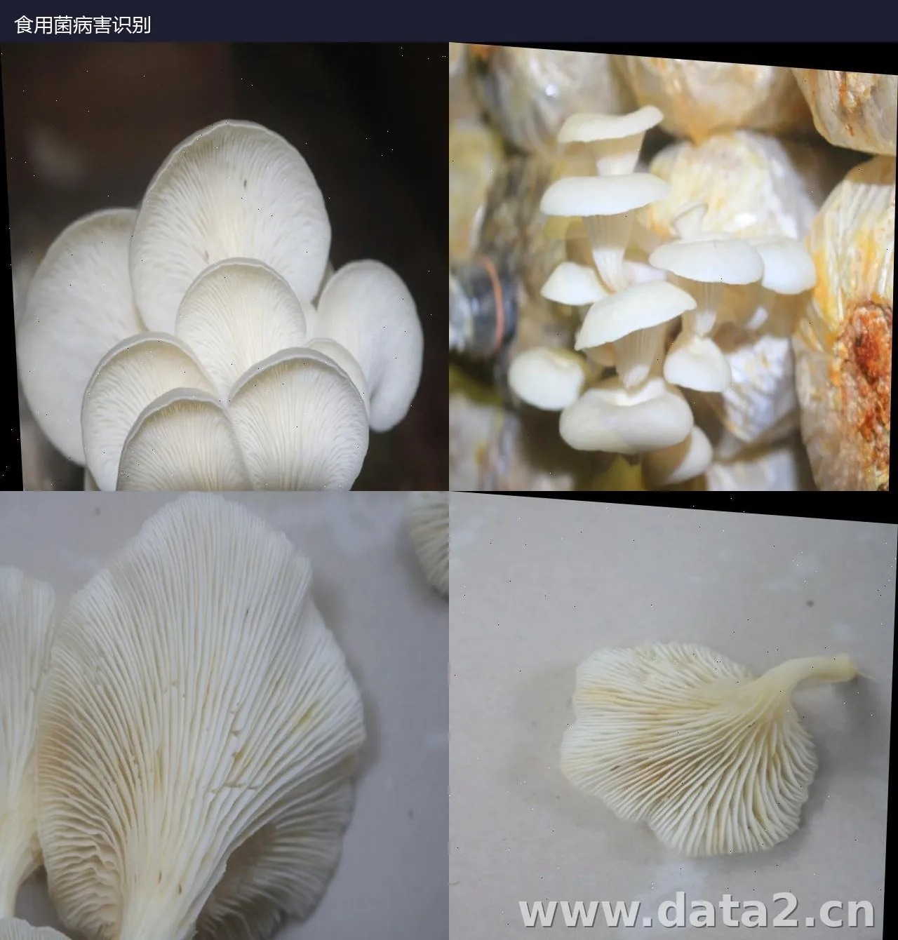 食用菌病害识别实例分割数据集 预览图