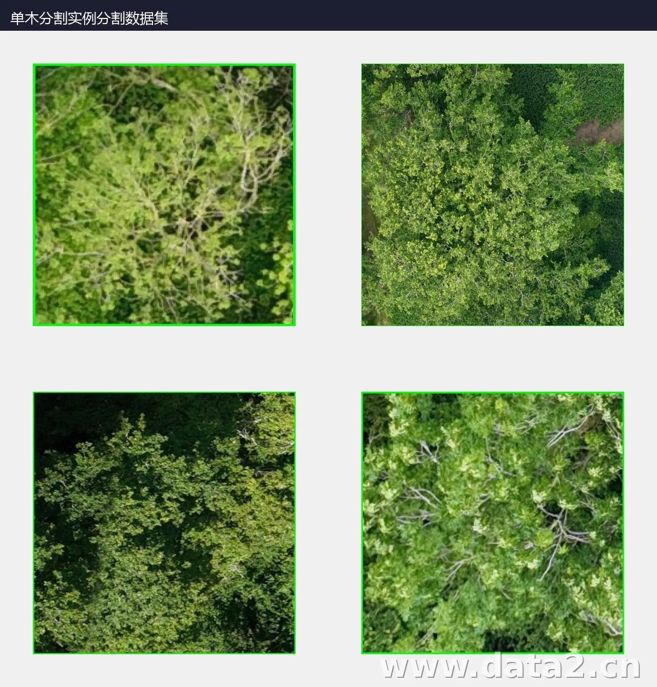 单木分割实例分割数据集 预览图