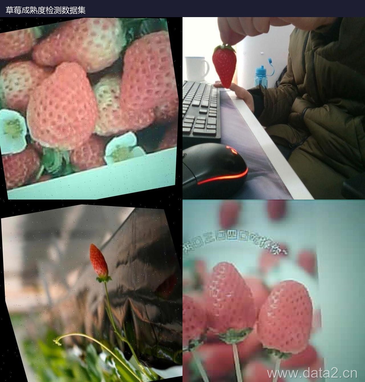 草莓成熟度检测数据集 预览图