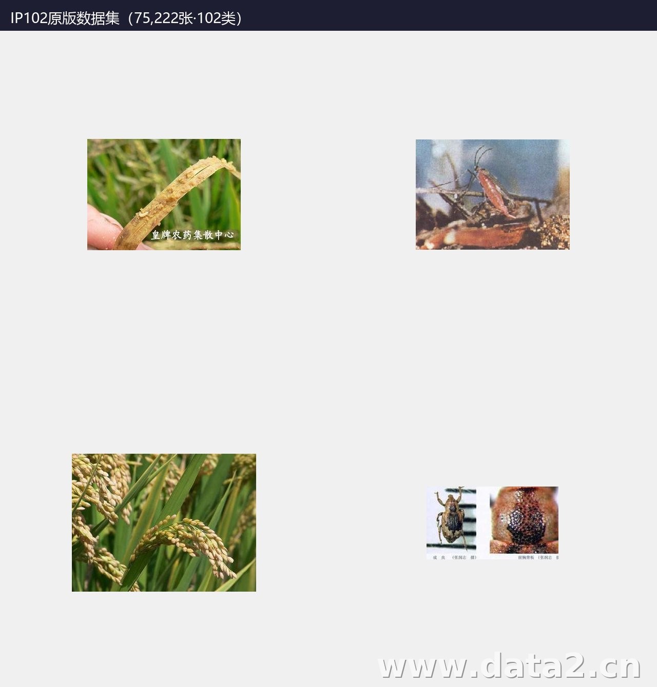 IP102原版数据集 预览图