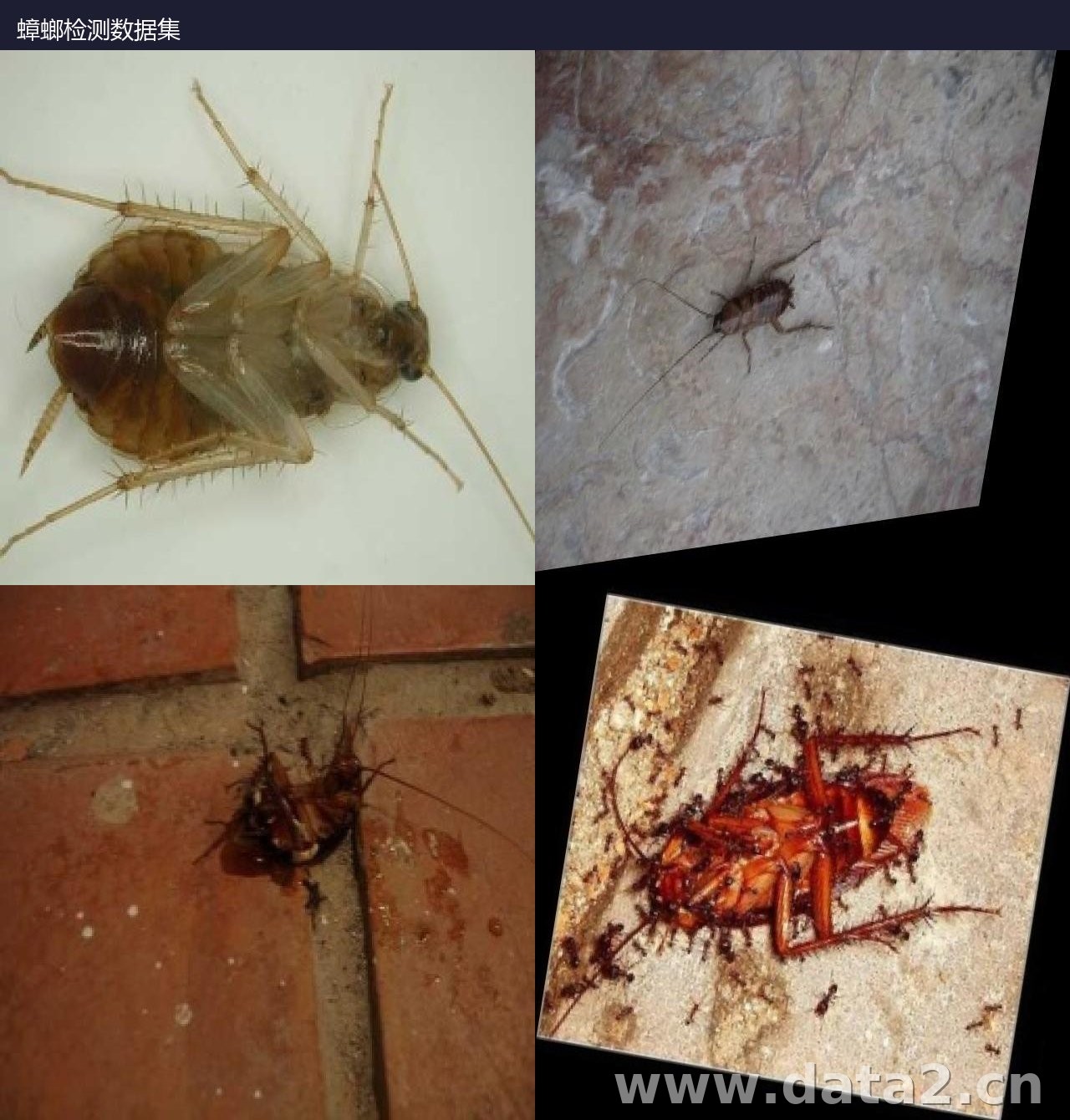 蟑螂检测数据集预览图