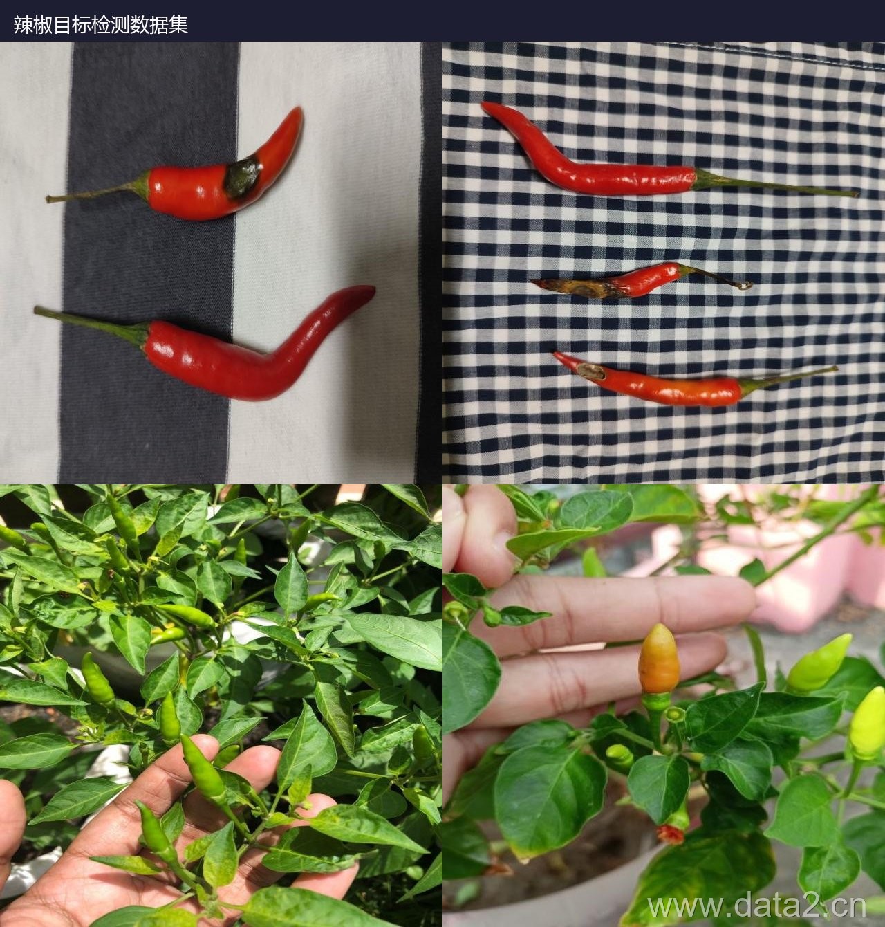 辣椒目标检测数据集 预览图