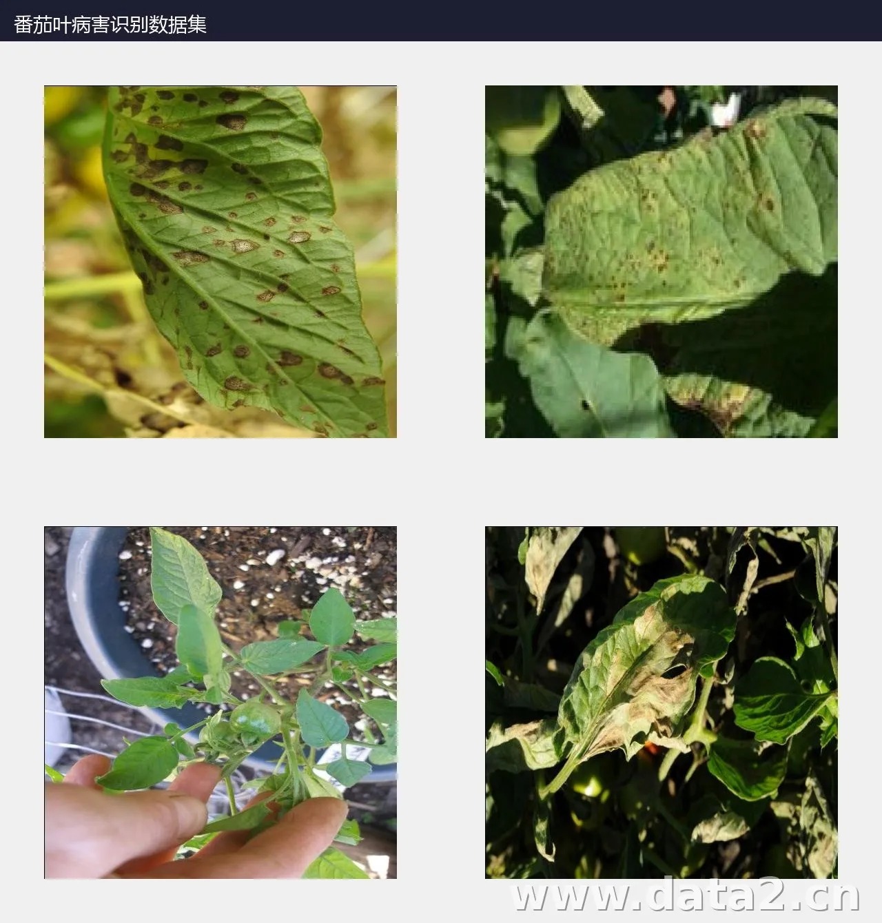 番茄叶病害识别数据集 预览图