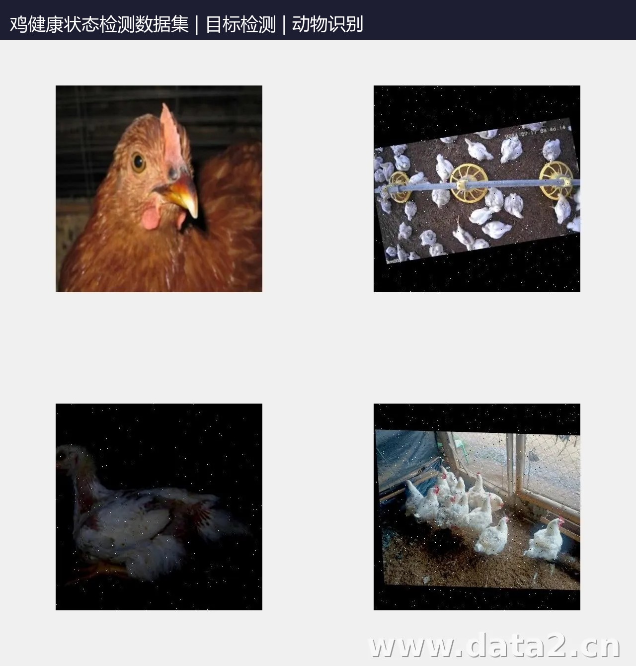 鸡健康状态检测数据集 预览图