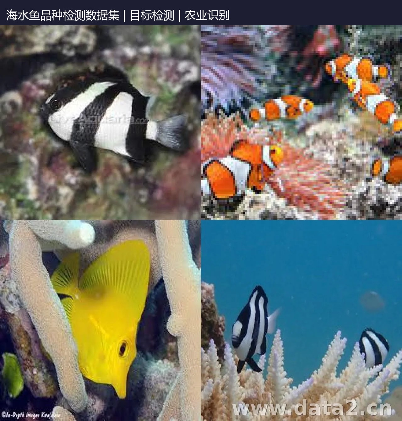 海水鱼品种检测数据集 预览图