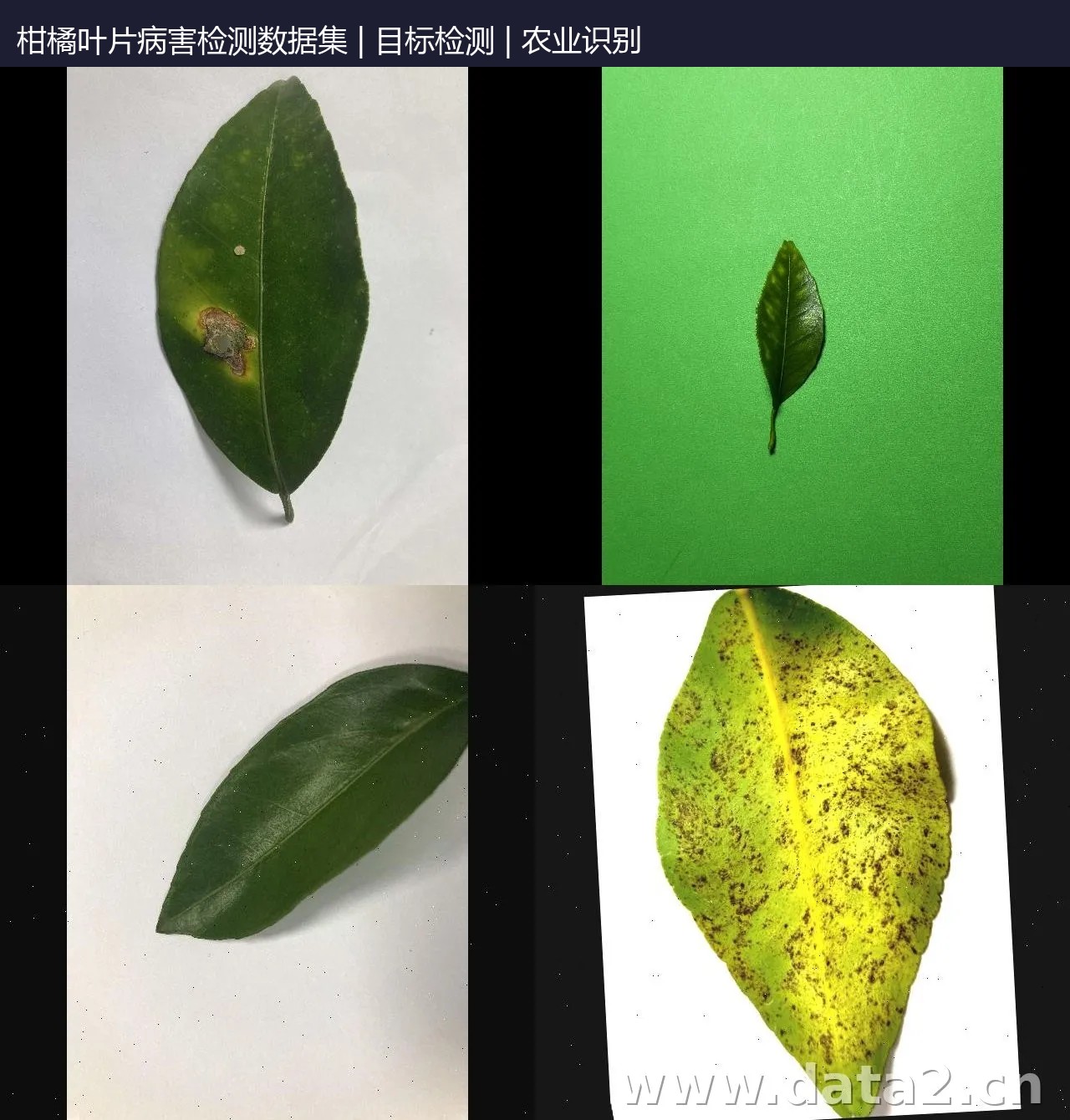 柑橘叶片病害检测数据集 预览图