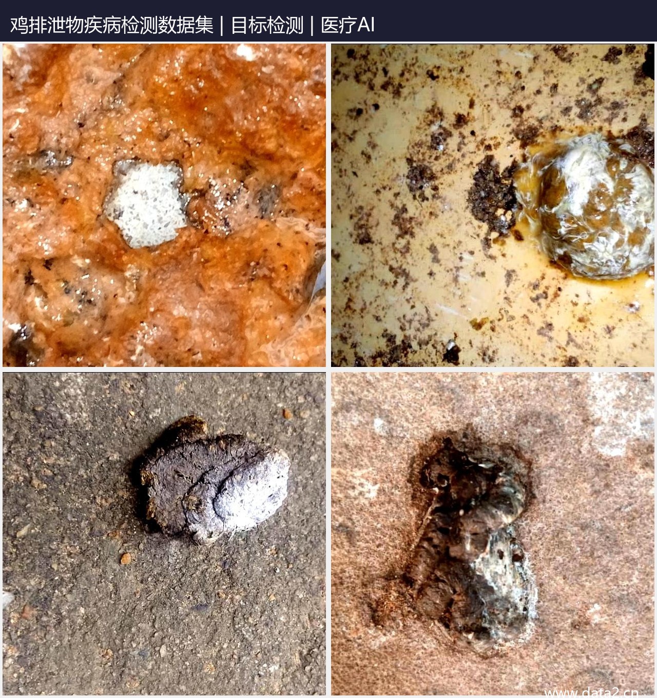 鸡排泄物疾病检测数据集 预览图