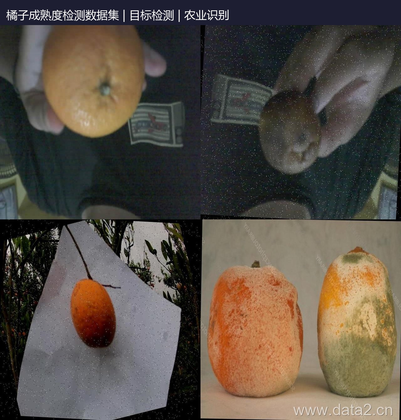 橘子成熟度检测数据集 预览图