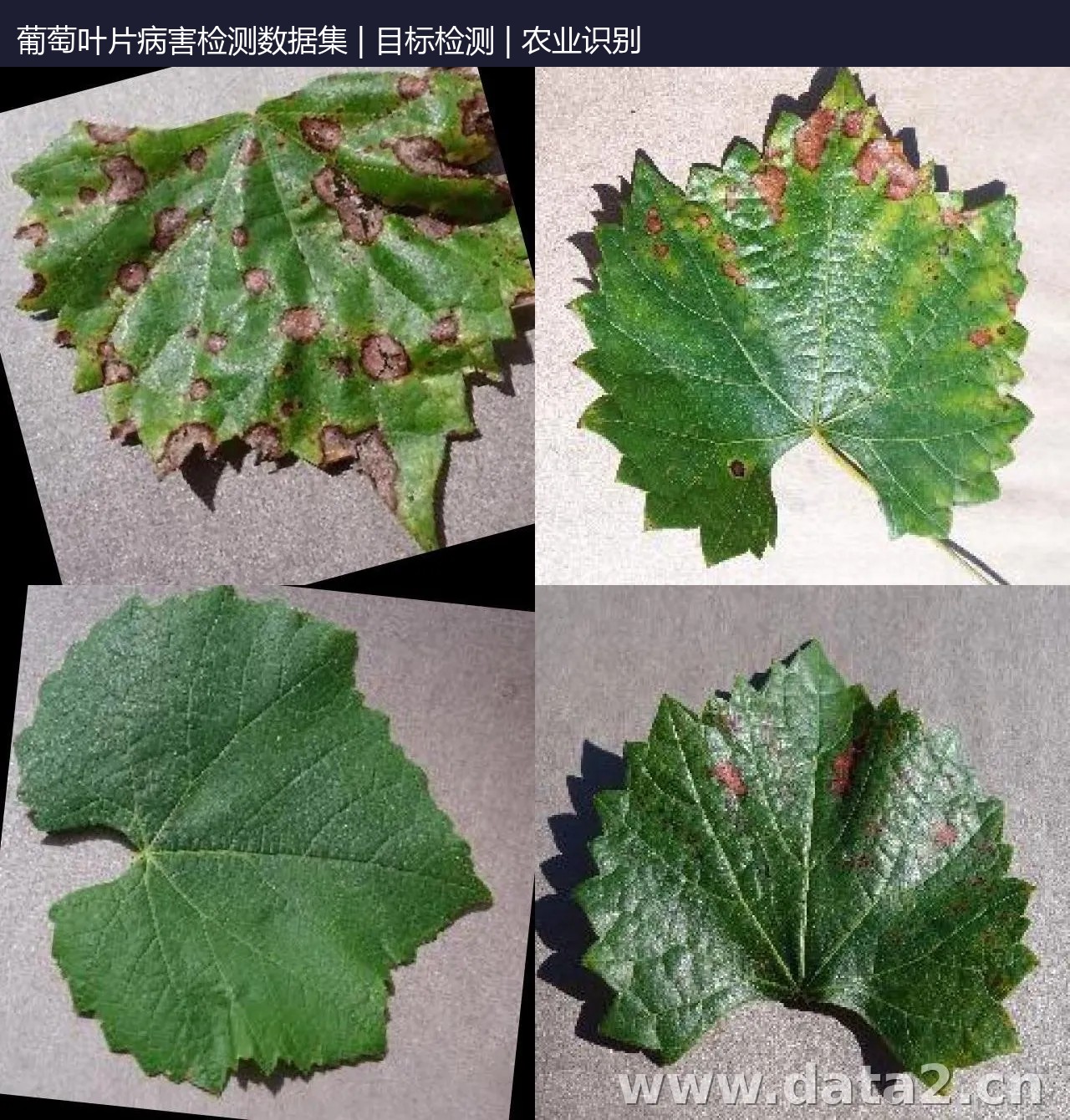 葡萄叶片病害检测数据集 预览图
