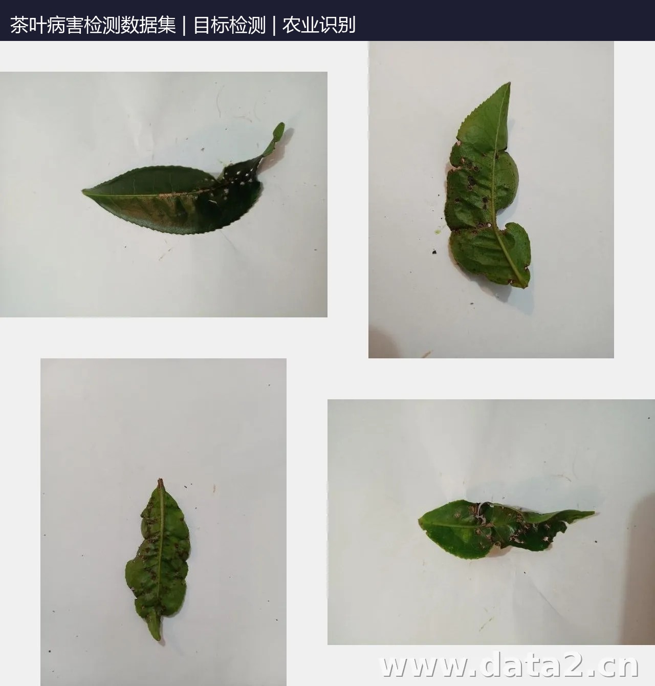 茶叶病害检测数据集 预览图