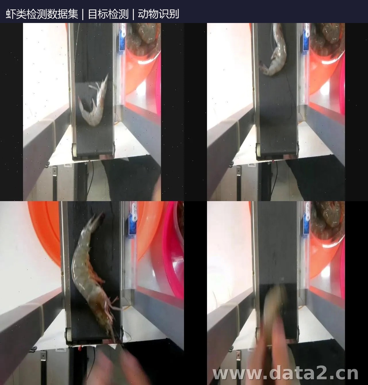 虾类检测数据集 预览图