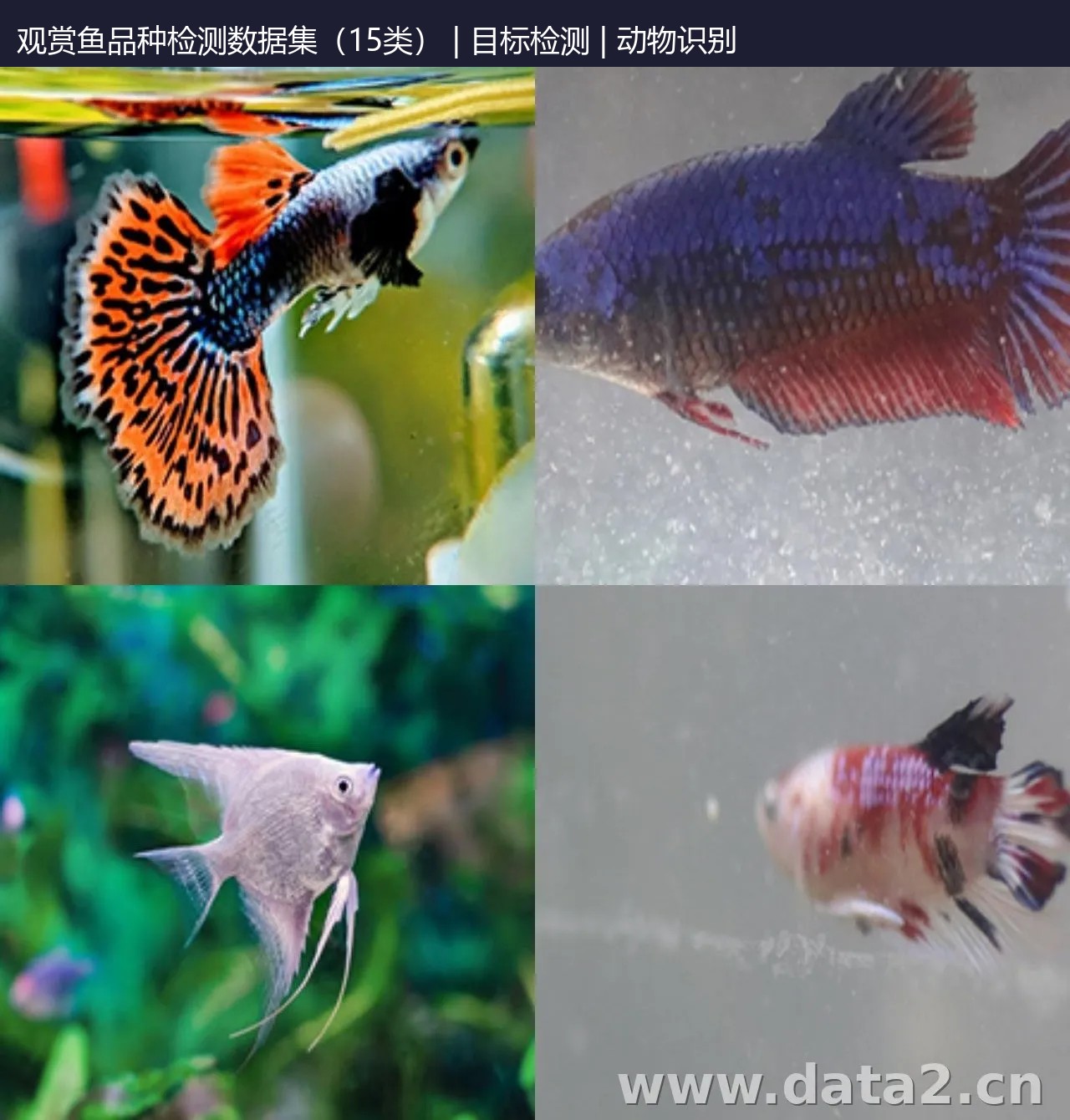 观赏鱼品种检测数据集(15类) 预览图