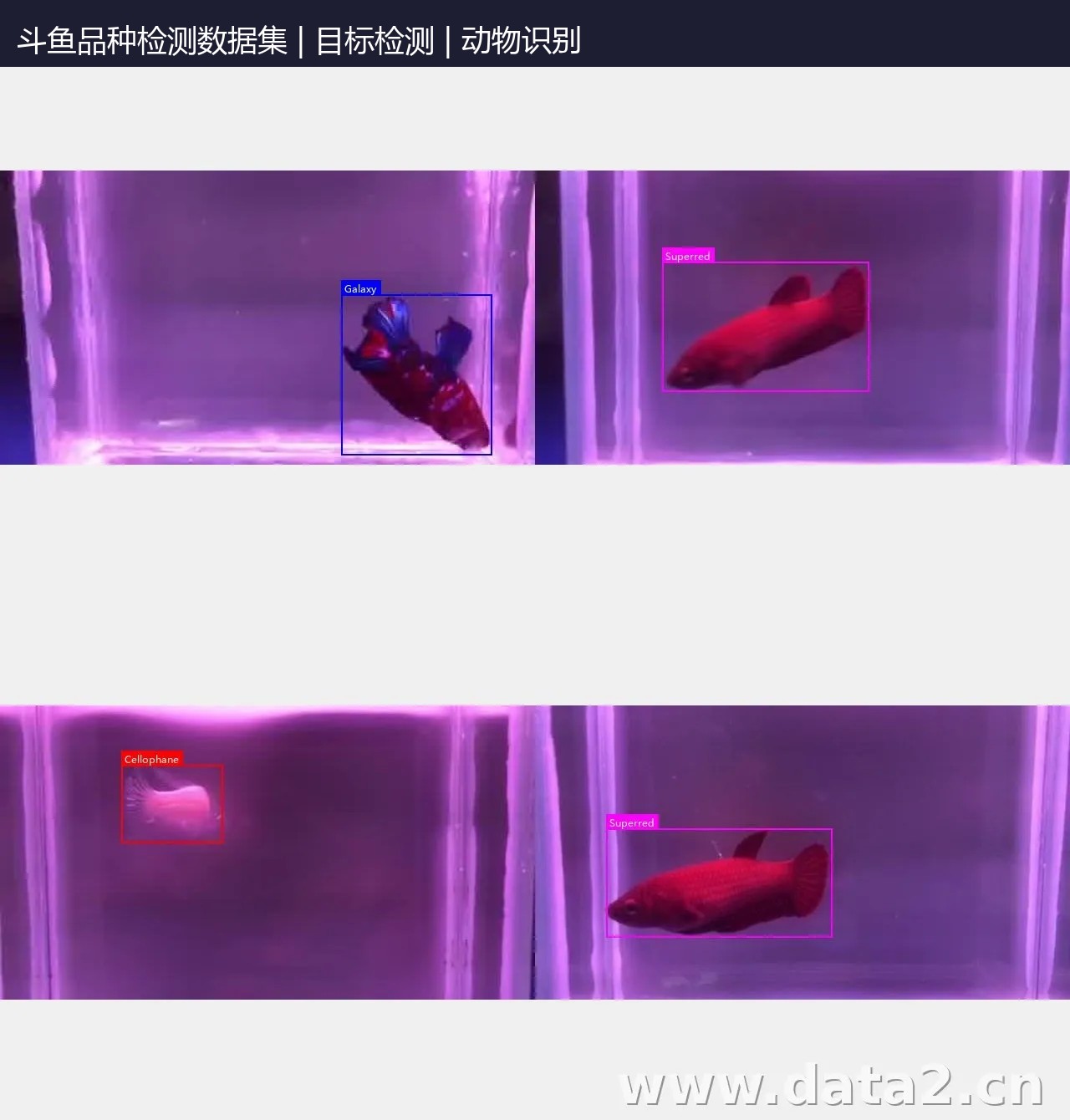 斗鱼品种检测数据集(5类) 预览图