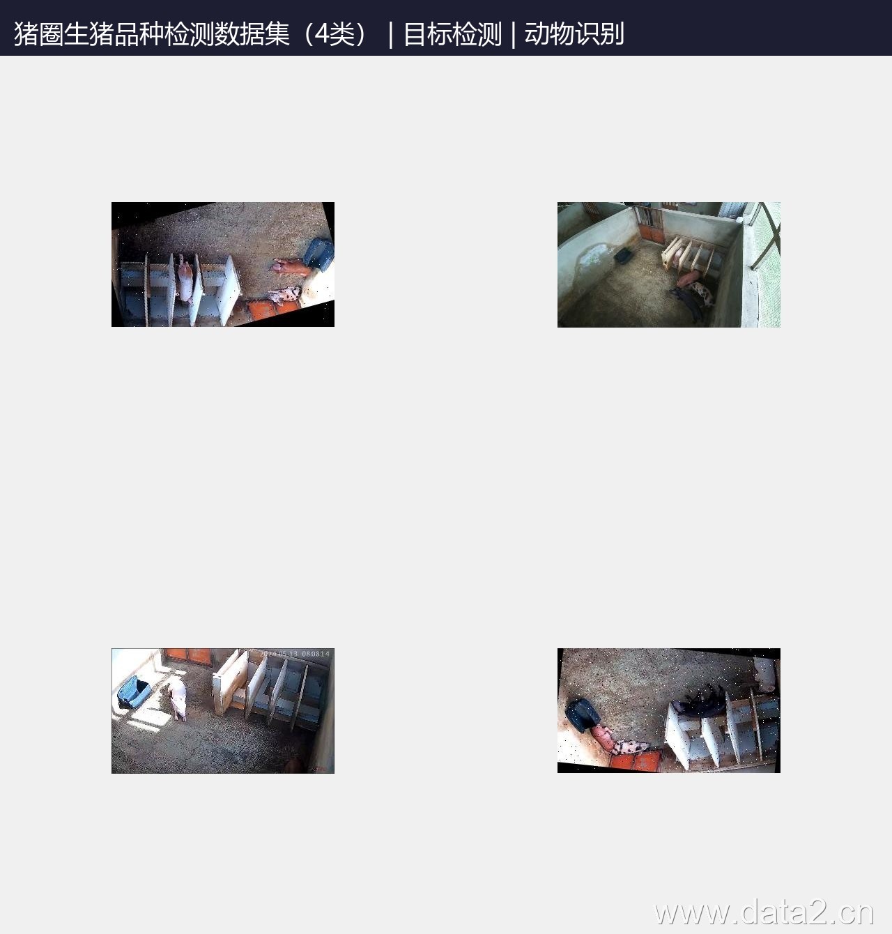 猪圈生猪品种检测数据集（4类） 预览图