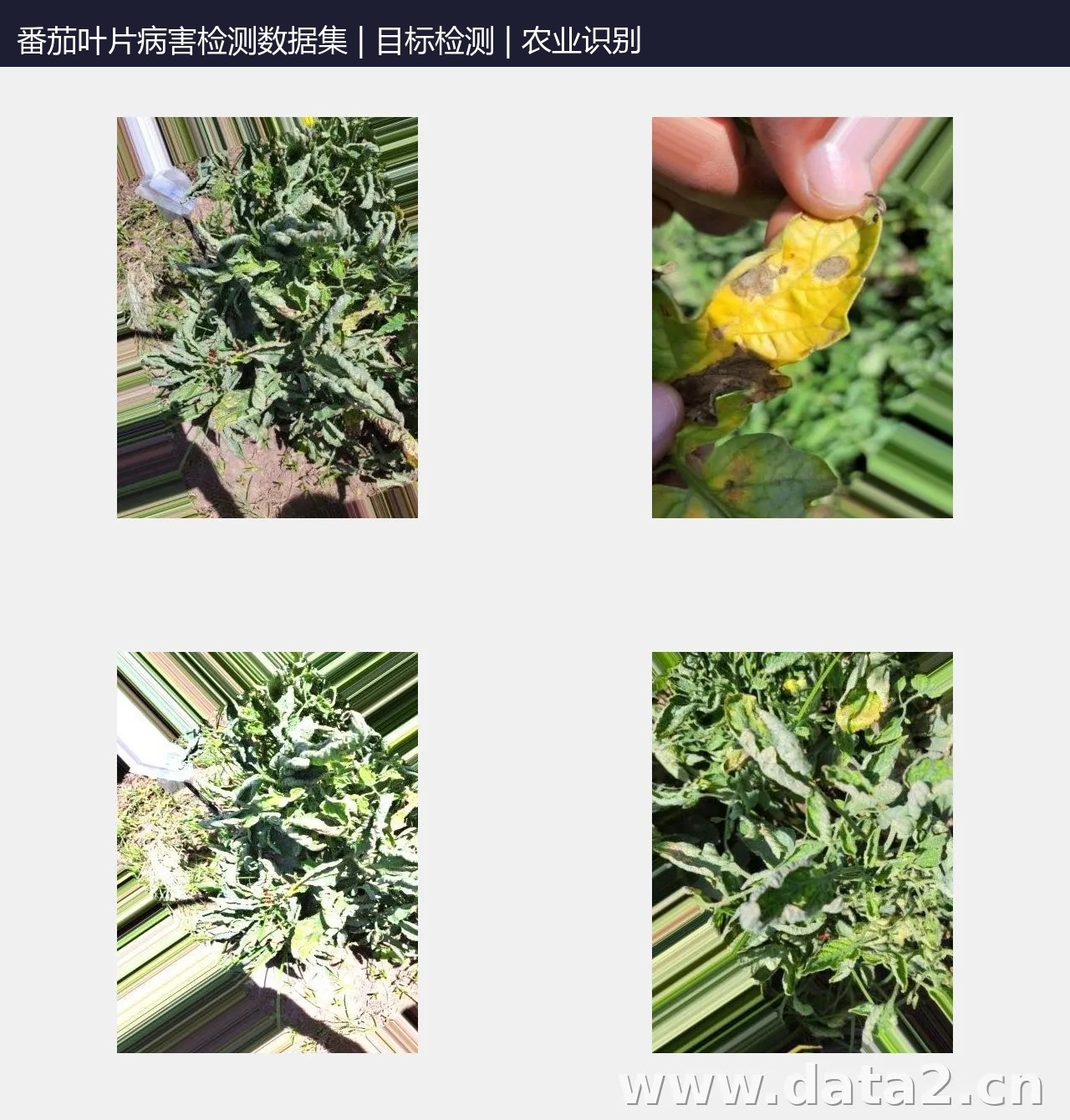 番茄叶片病害检测数据集(4类) 预览图