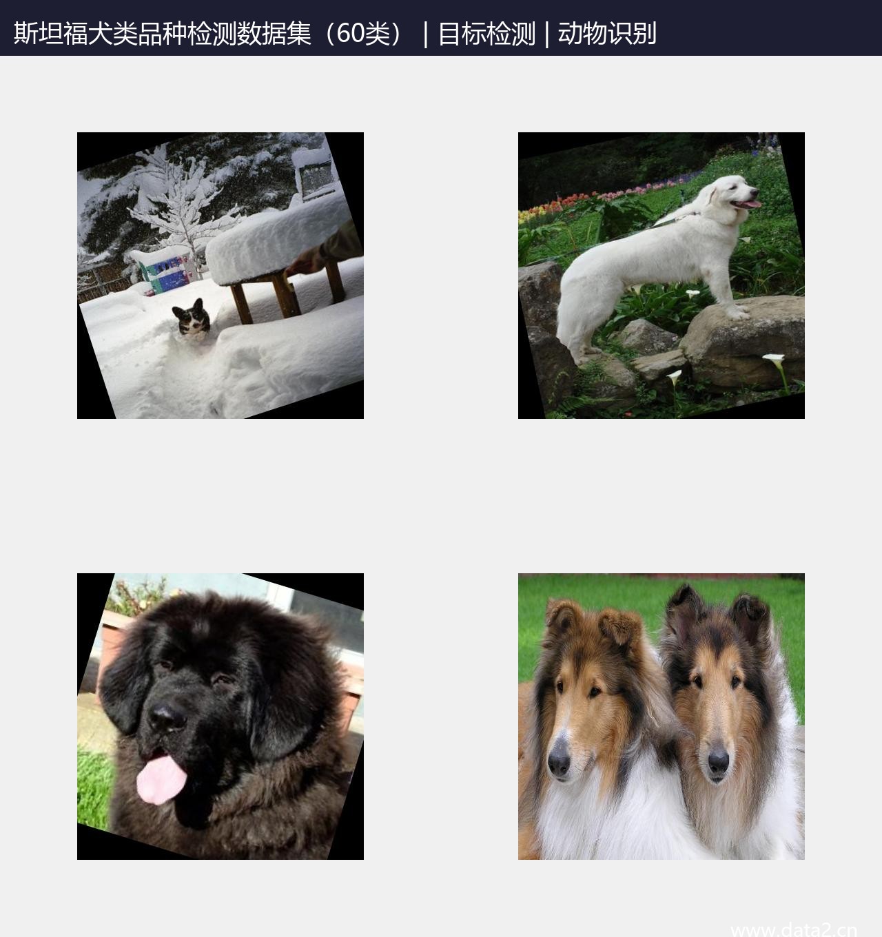 斯坦福犬类品种检测数据集（60类） 预览图