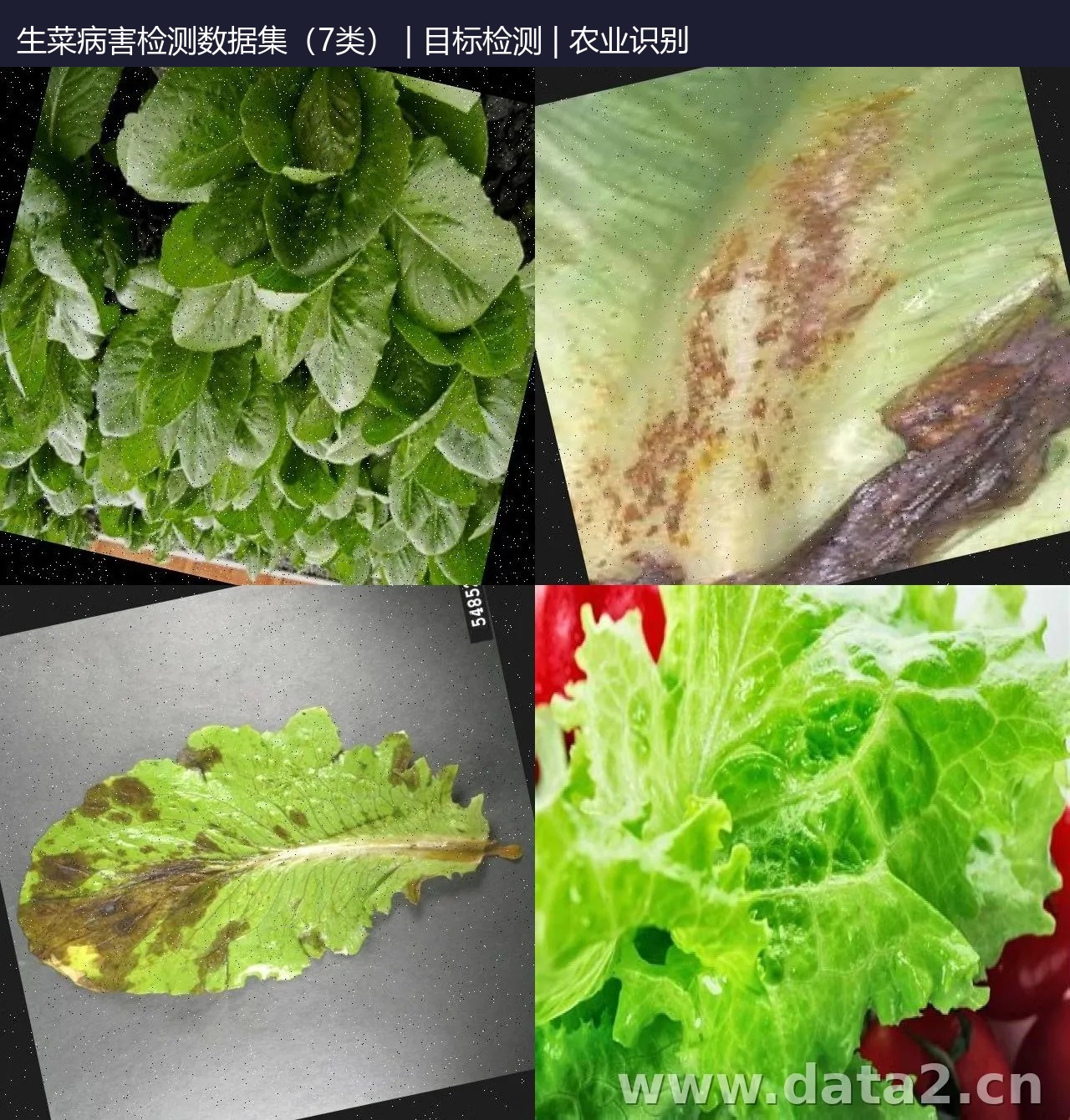 生菜病害检测数据集(7类) 预览图