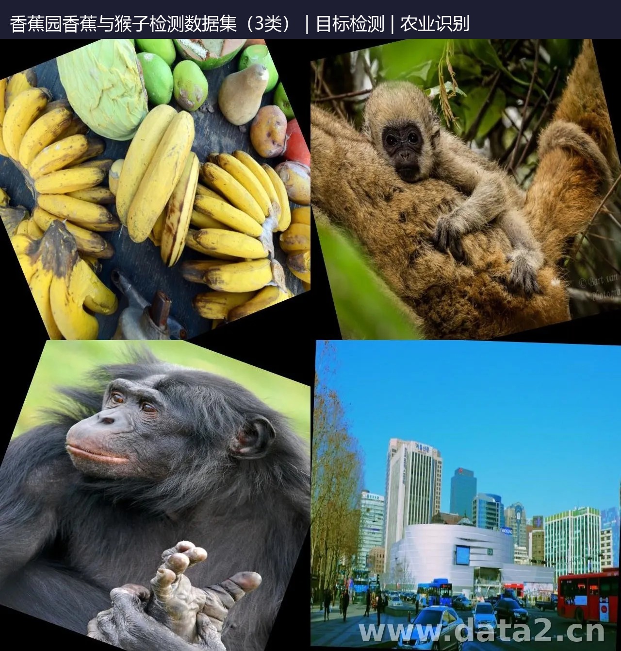 香蕉园香蕉与猴子检测数据集(3类) 预览图