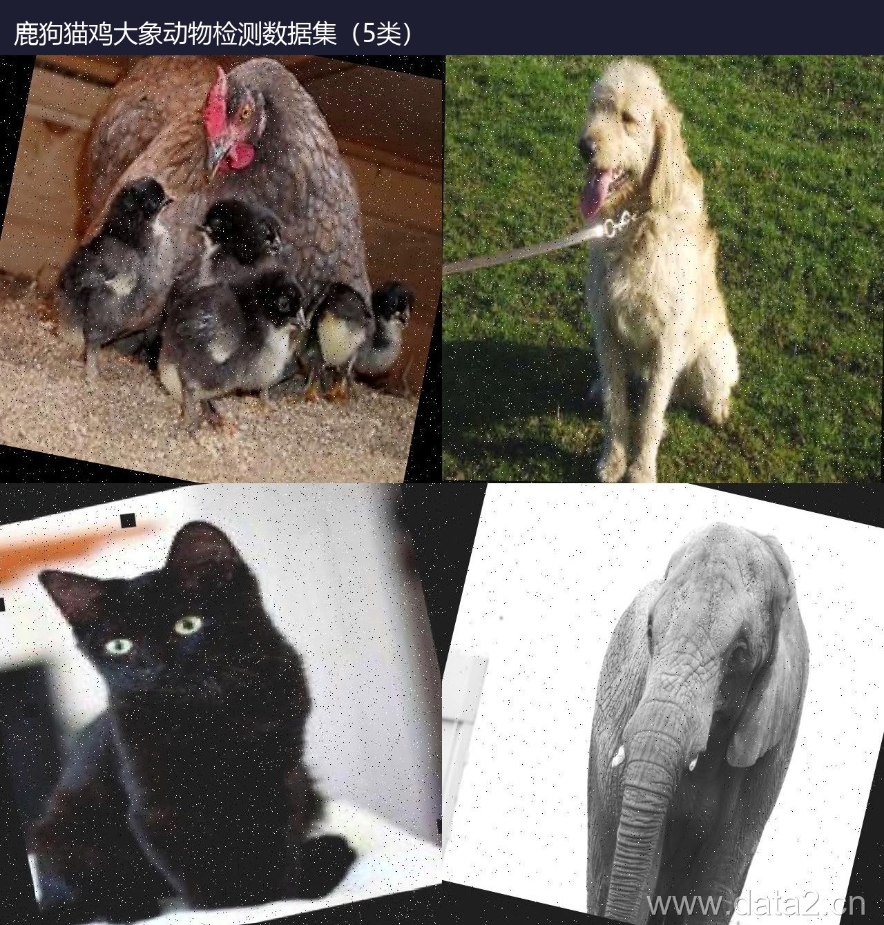 鹿狗猫鸡大象动物检测数据集(5类) 预览图