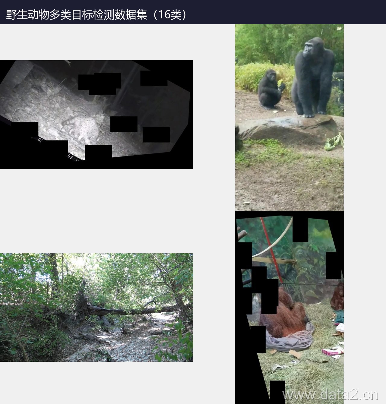 野生动物多类目标检测数据集(16类) 预览图