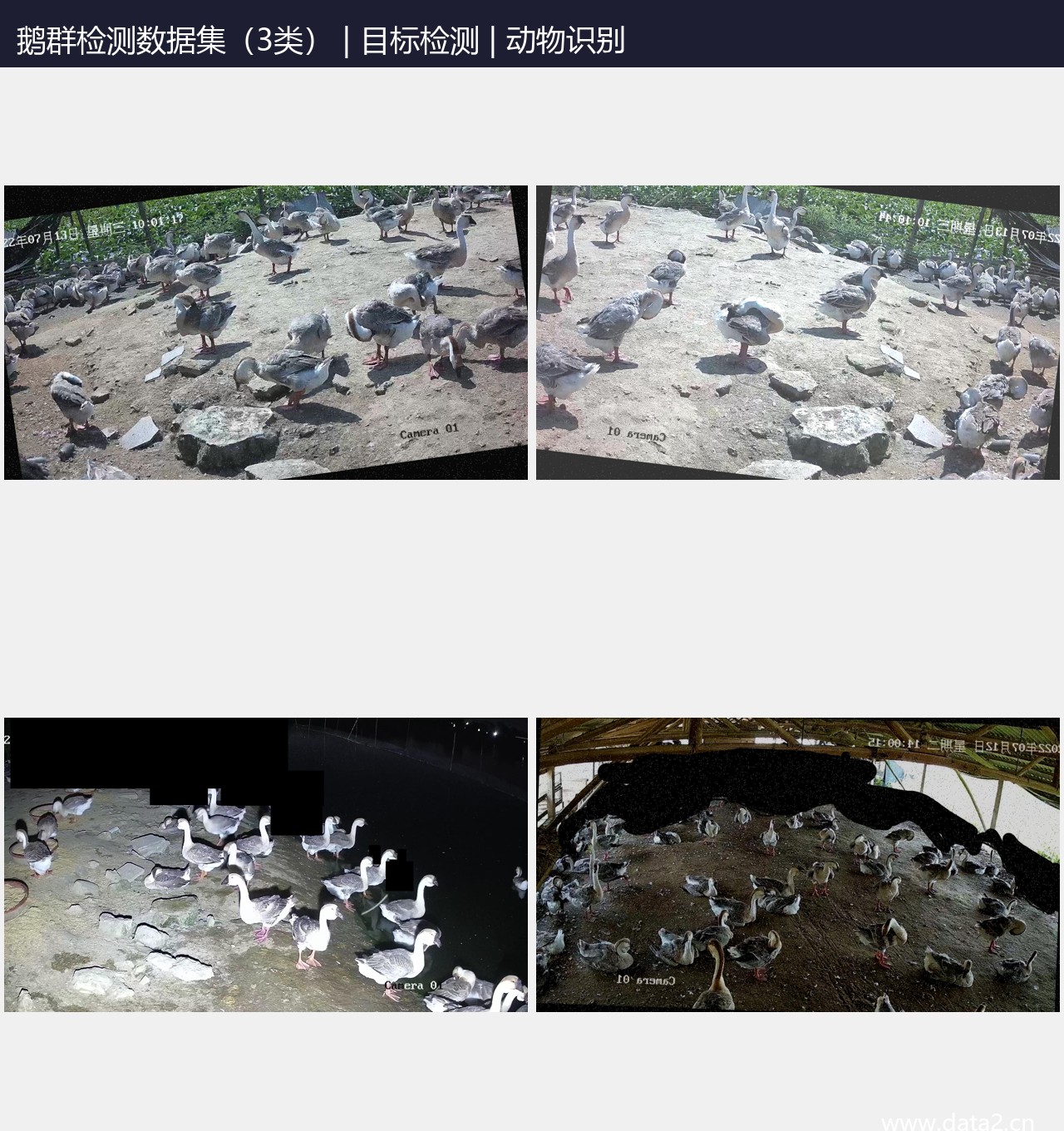 鹅群检测数据集(3类) 预览图