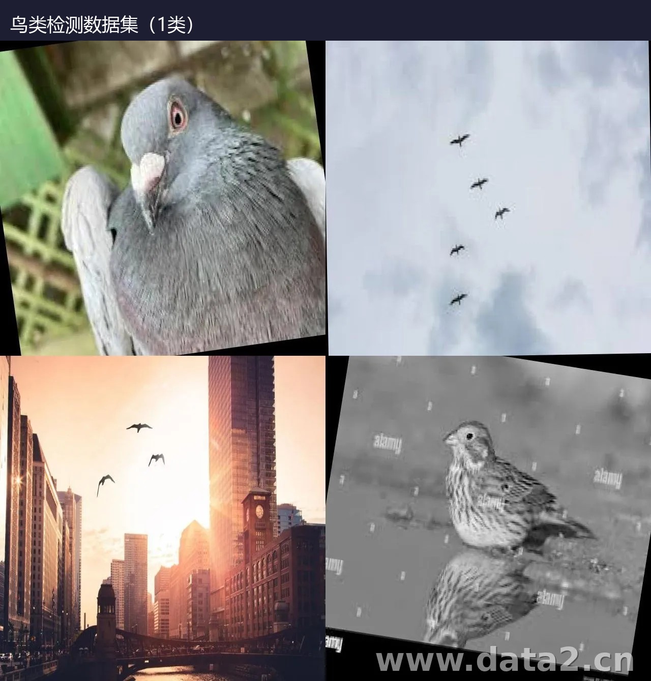 鸟类检测数据集(1类) 预览图