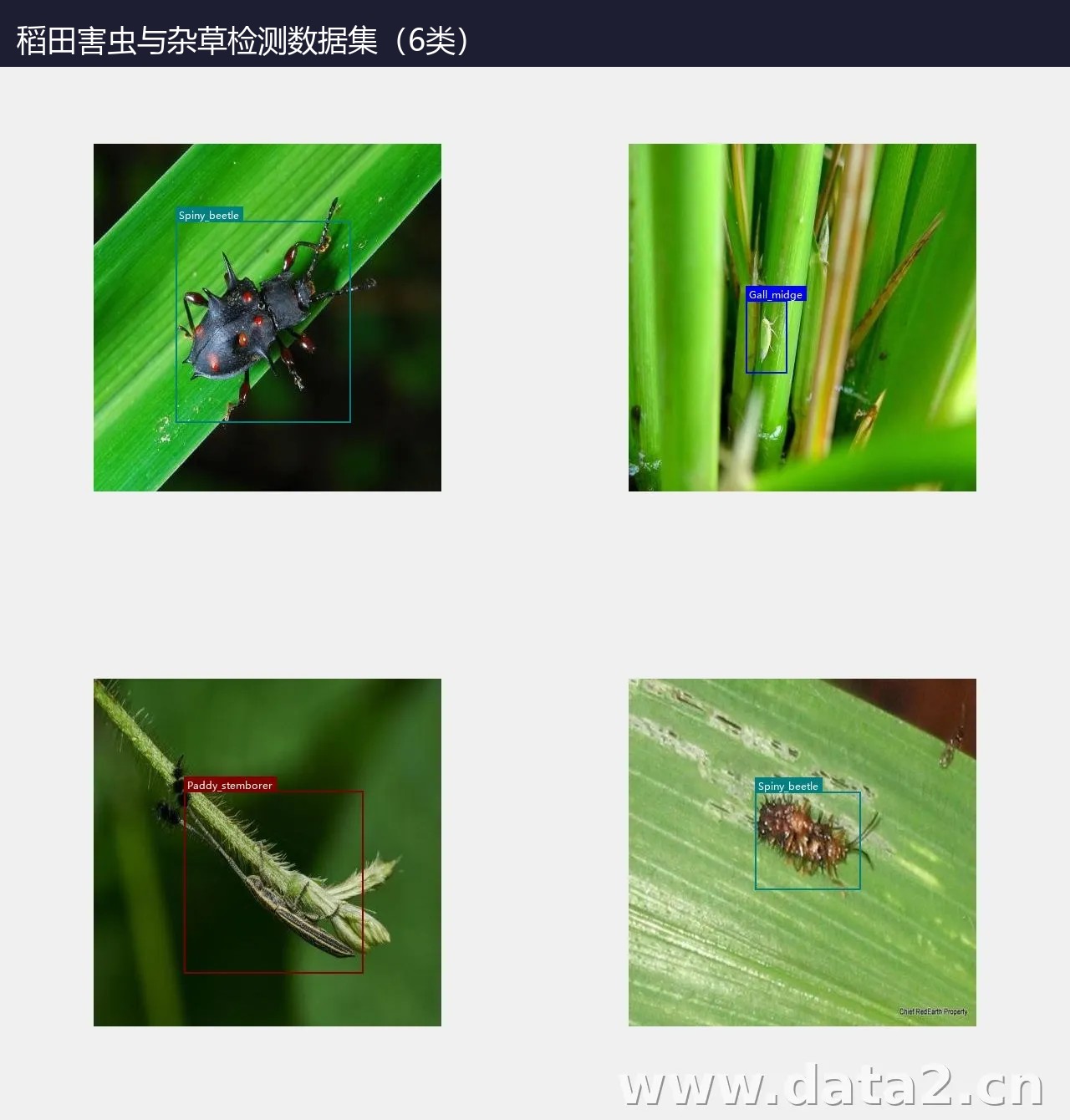 稻田害虫与杂草检测数据集(6类) 预览图