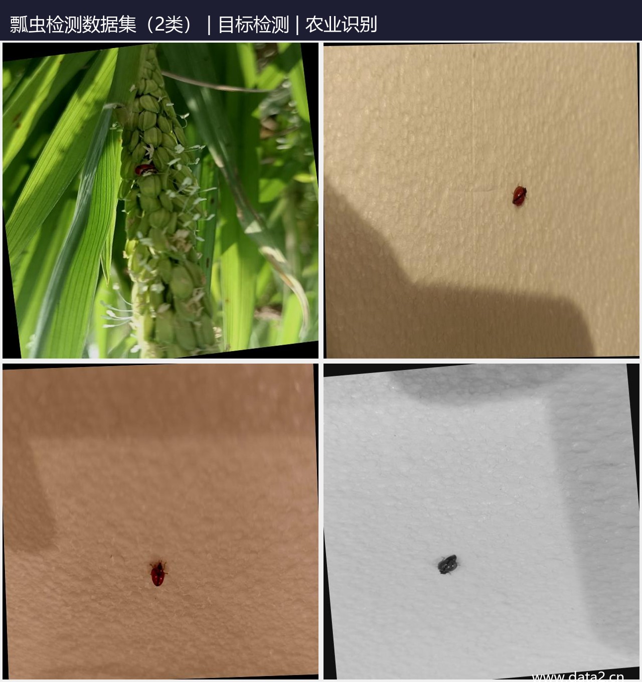 瓢虫检测数据集（2类） 预览图