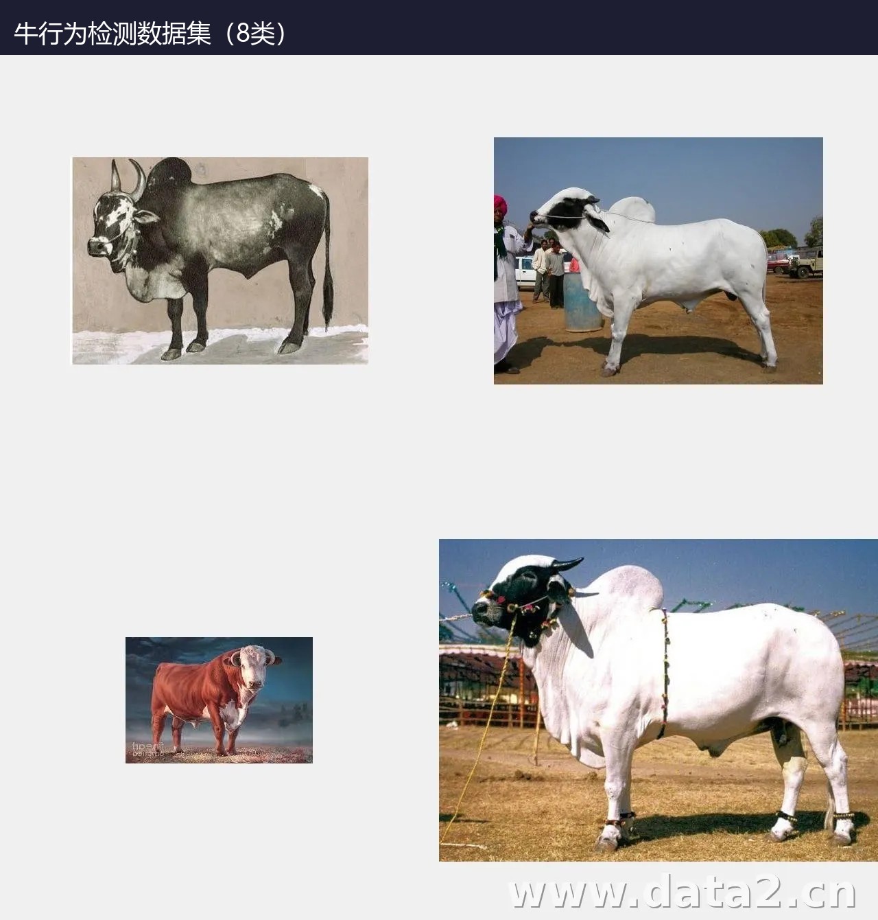 牛行为检测数据集(8类) 预览图