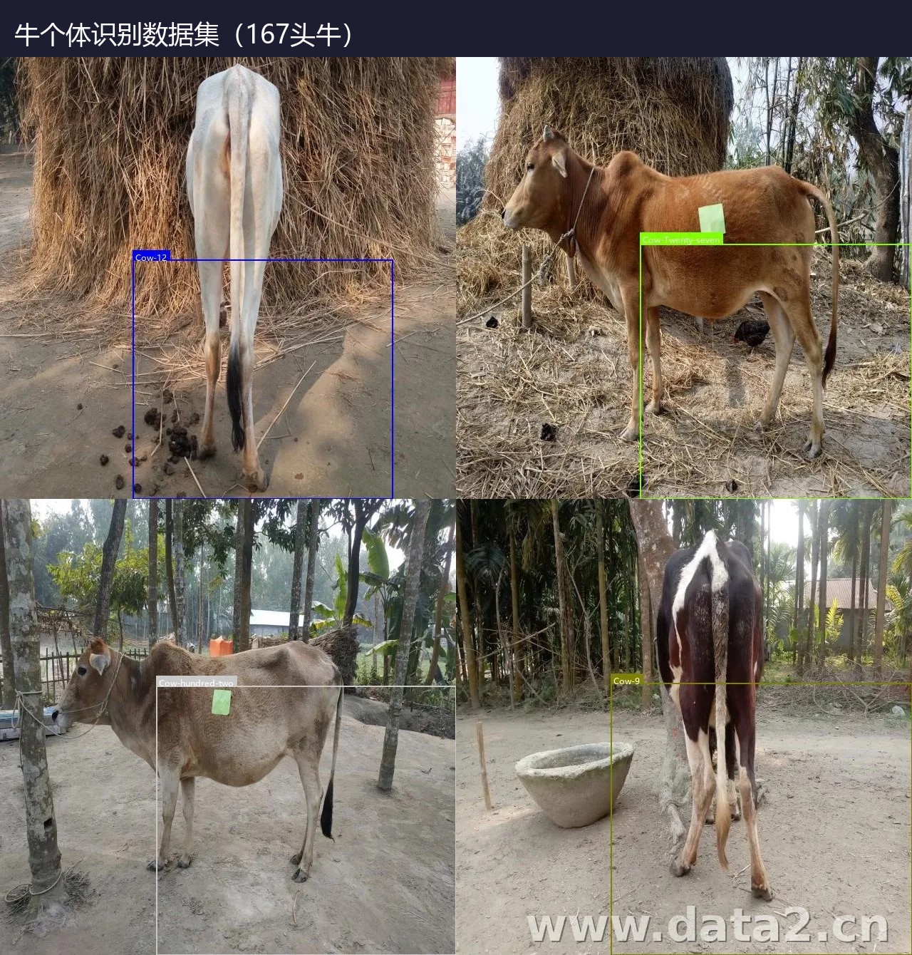 牛个体识别数据集(167头牛) 预览图