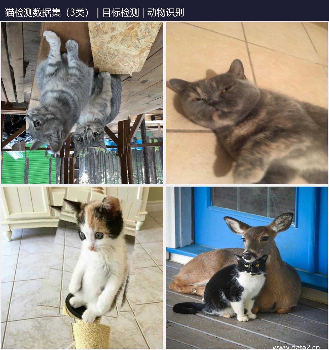 猫检测数据集(3类) 预览图
