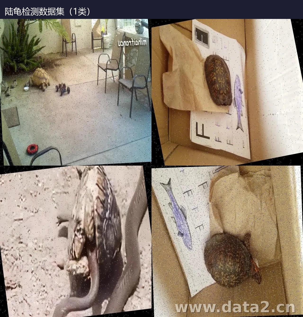 陆龟检测数据集(1类) 预览图