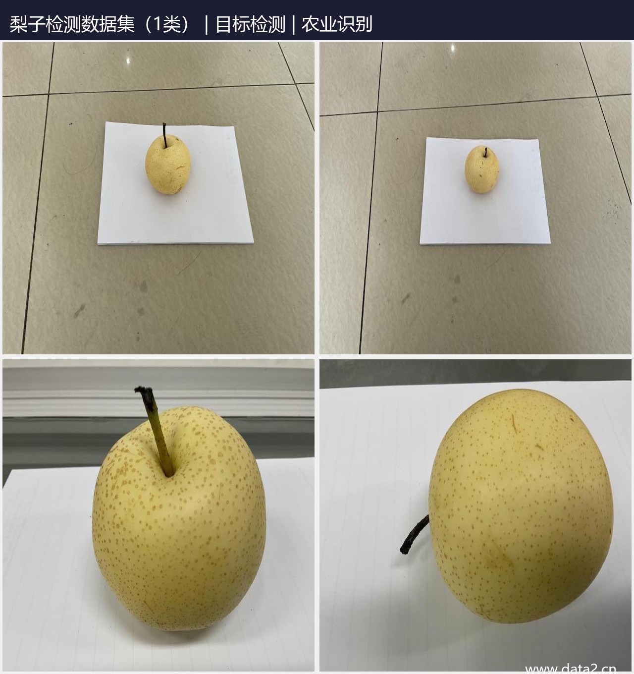 梨子检测数据集（1类） 预览图