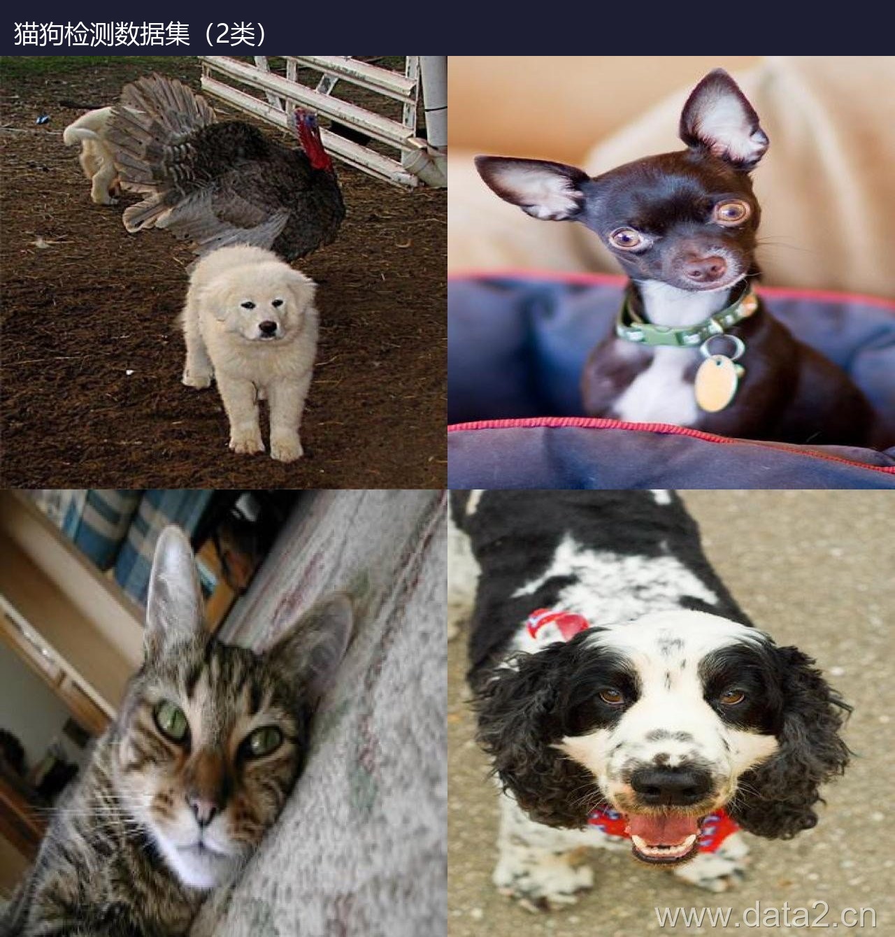 猫狗检测数据集(2类) 预览图