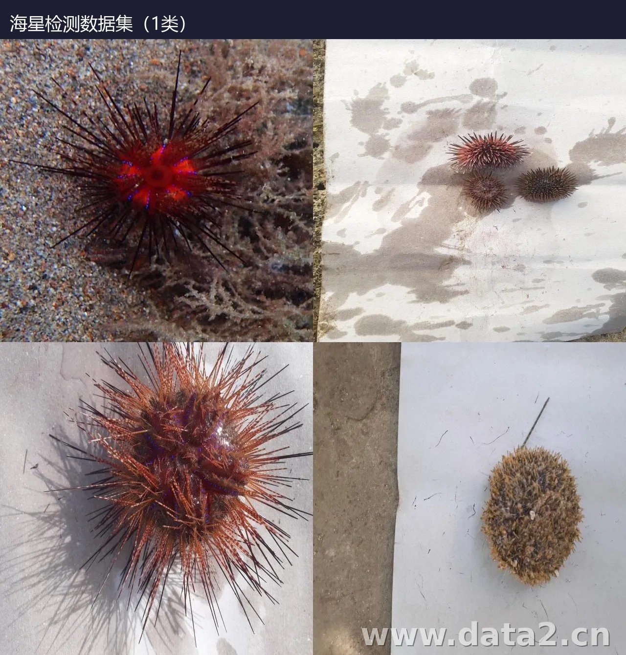 海星检测数据集（1类） 预览图