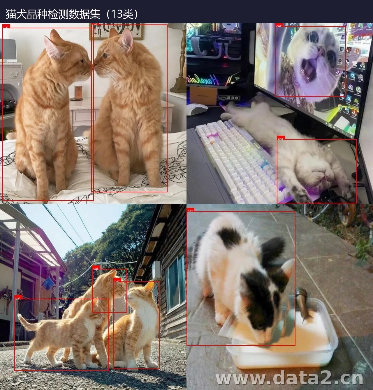 猫犬品种检测数据集(13类) 预览图