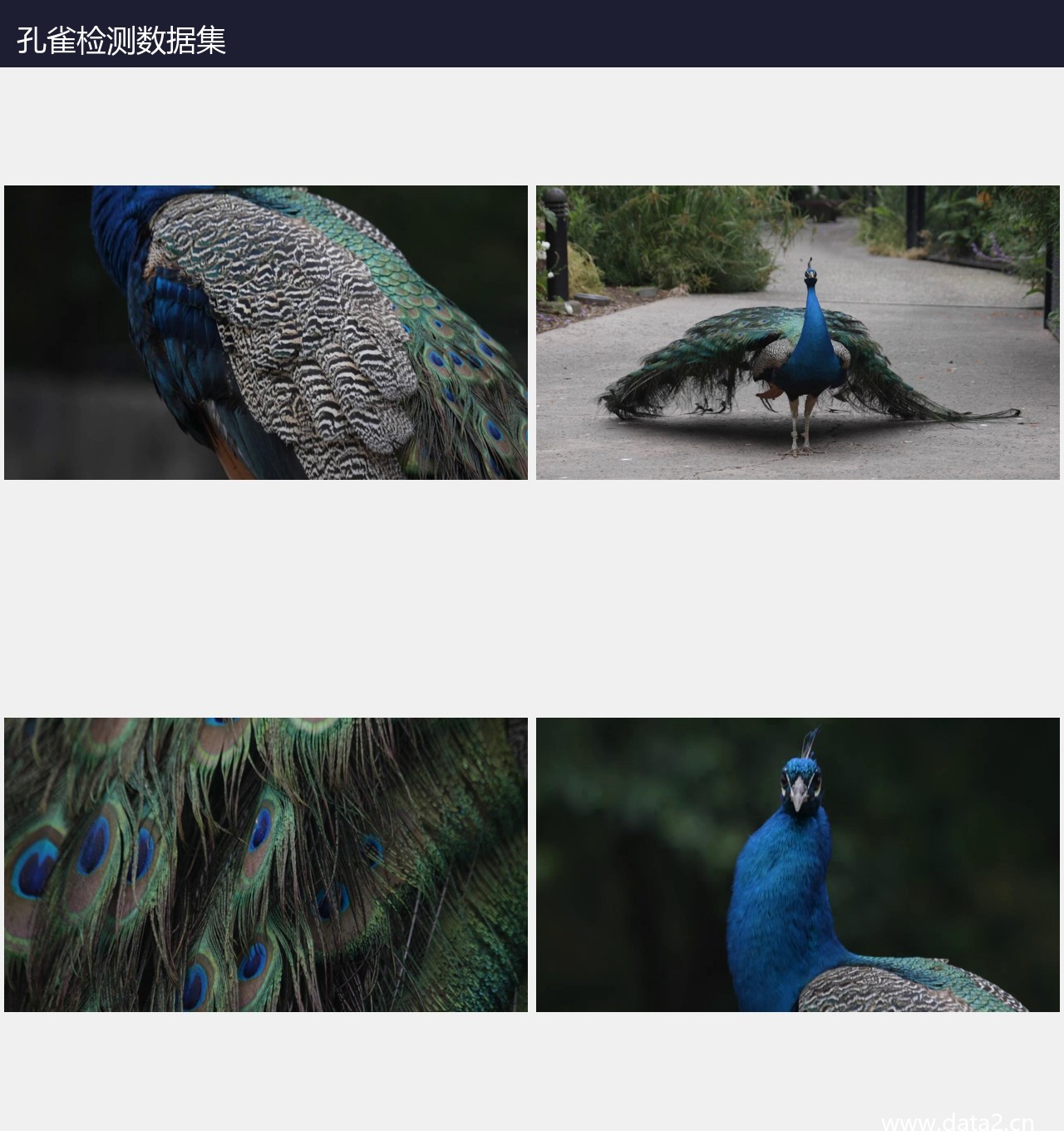 孔雀检测数据集 预览图