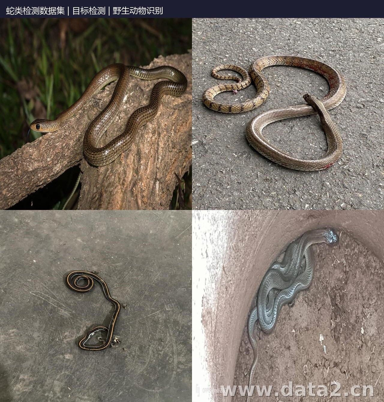 蛇类检测数据集 预览图
