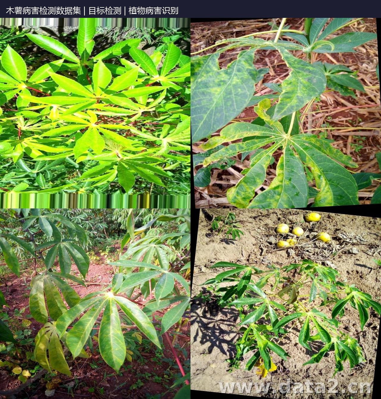 木薯病害检测数据集 预览图