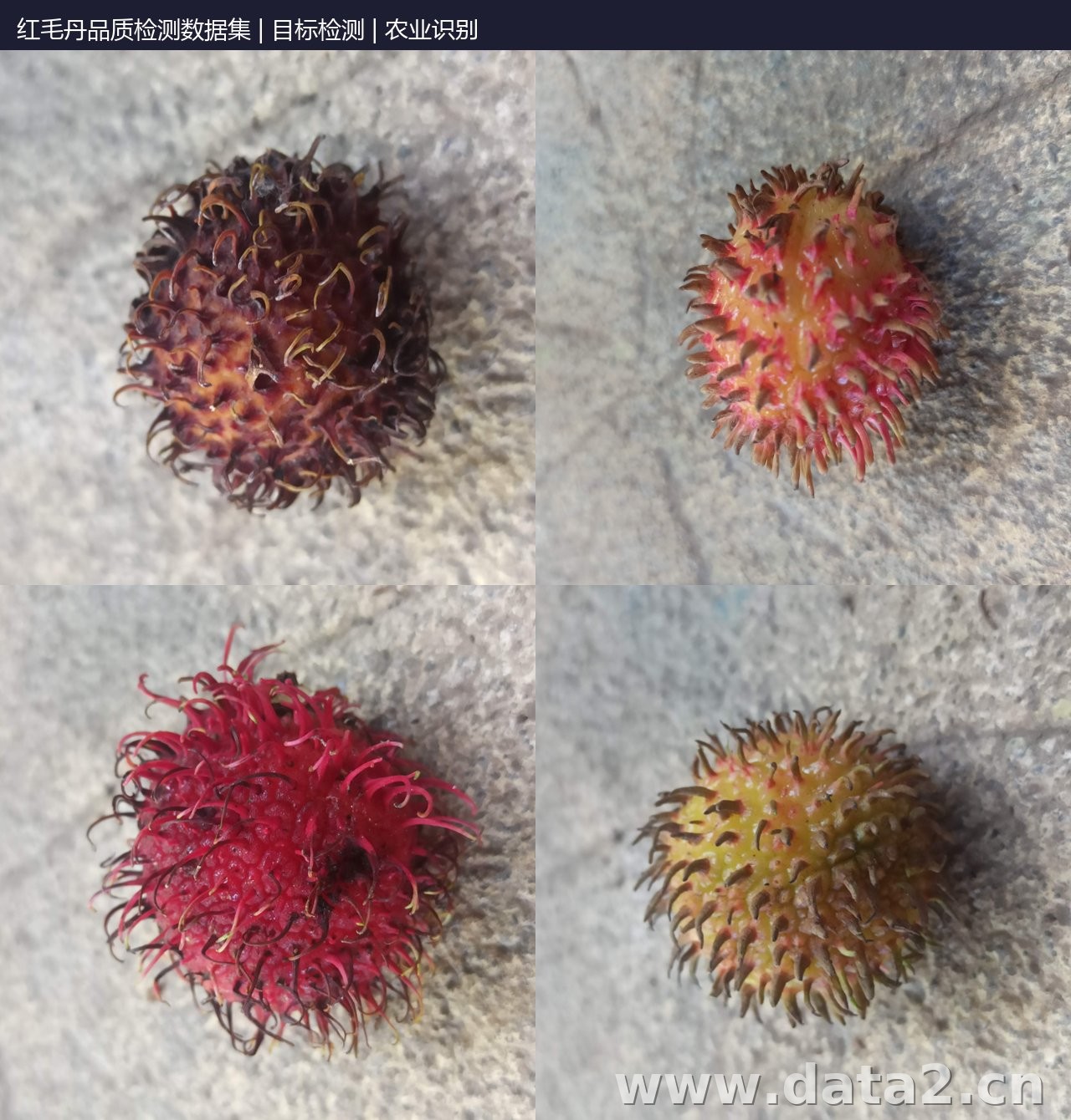 红毛丹品质检测数据集 预览图
