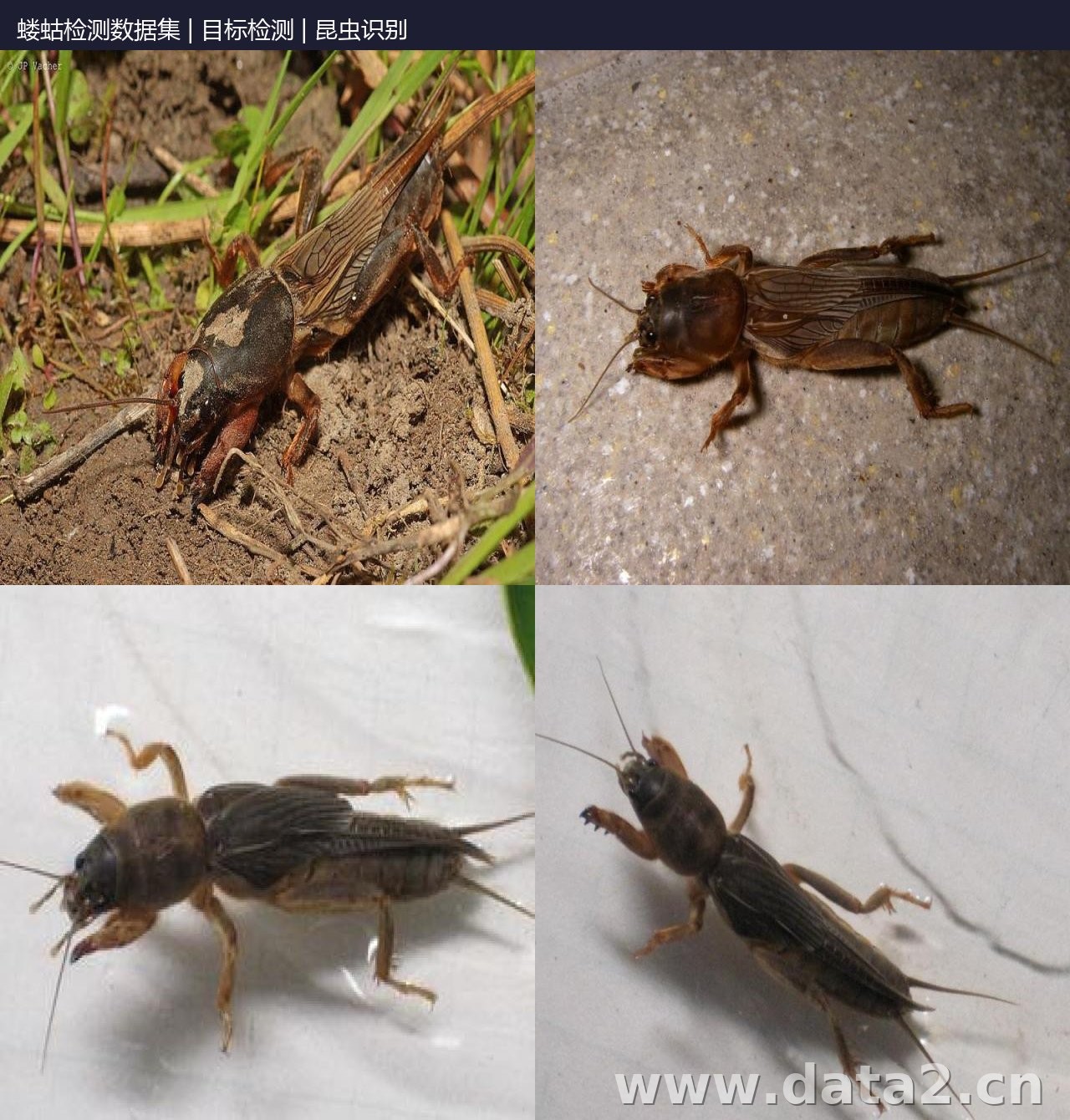 蝼蛄检测数据集 预览图